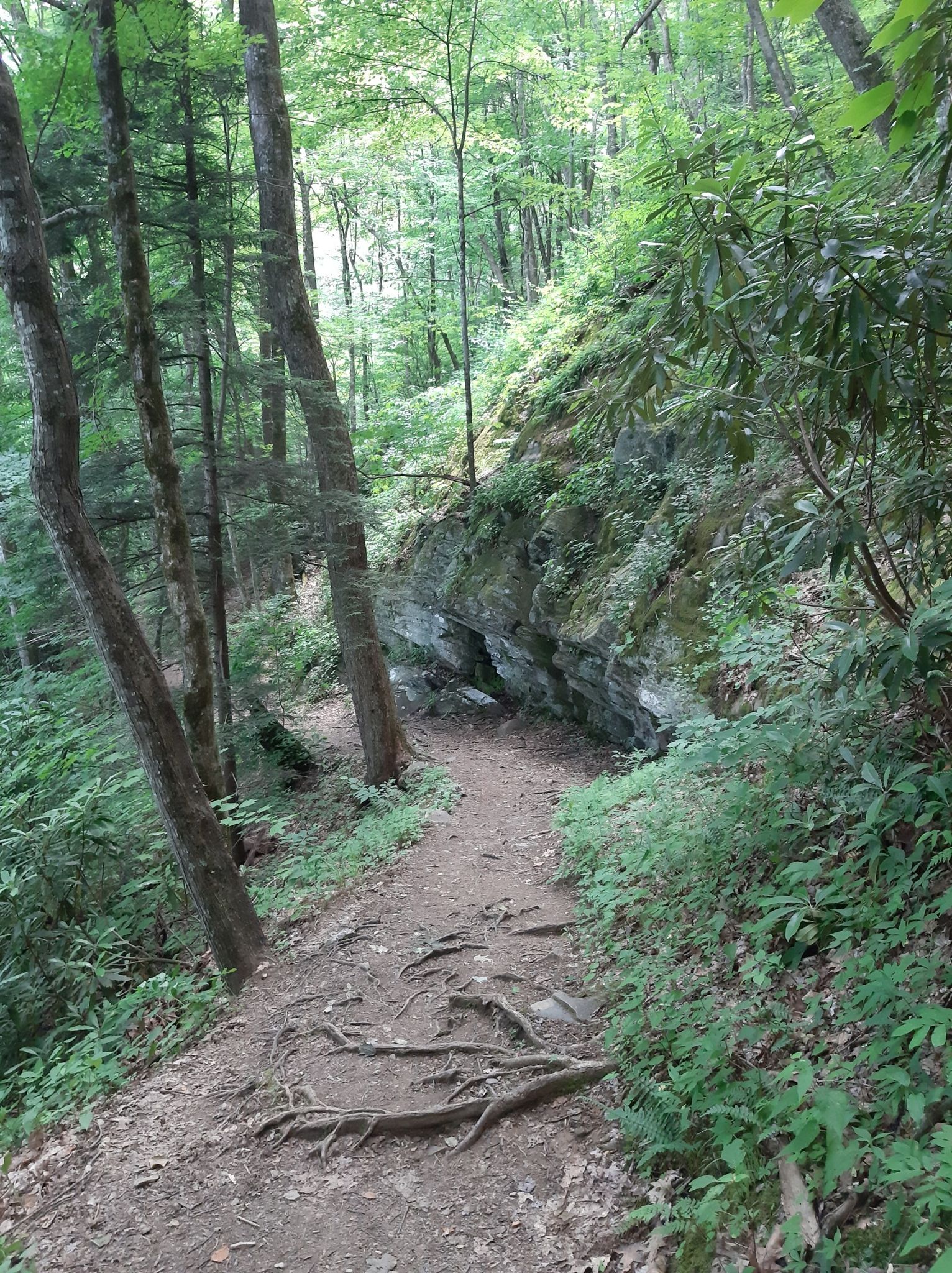 A shaded forest path with exposed roots winds past a mossy rock face. - Gabes Mountain Trail to Hen Wallow Falls