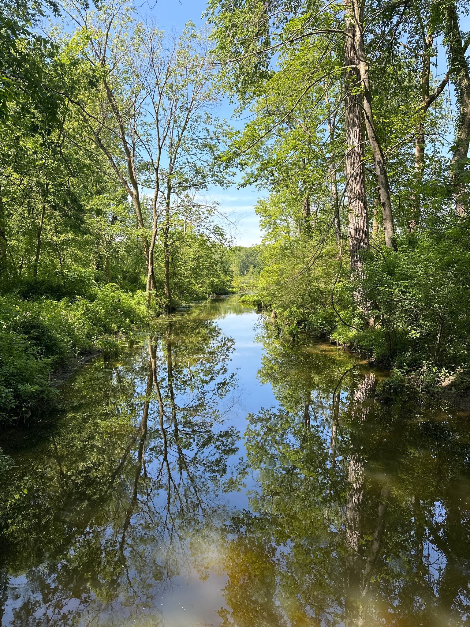 Calm river reflecting tall green trees under a bright blue sky. - Chain O'Lakes Park Inside Loop