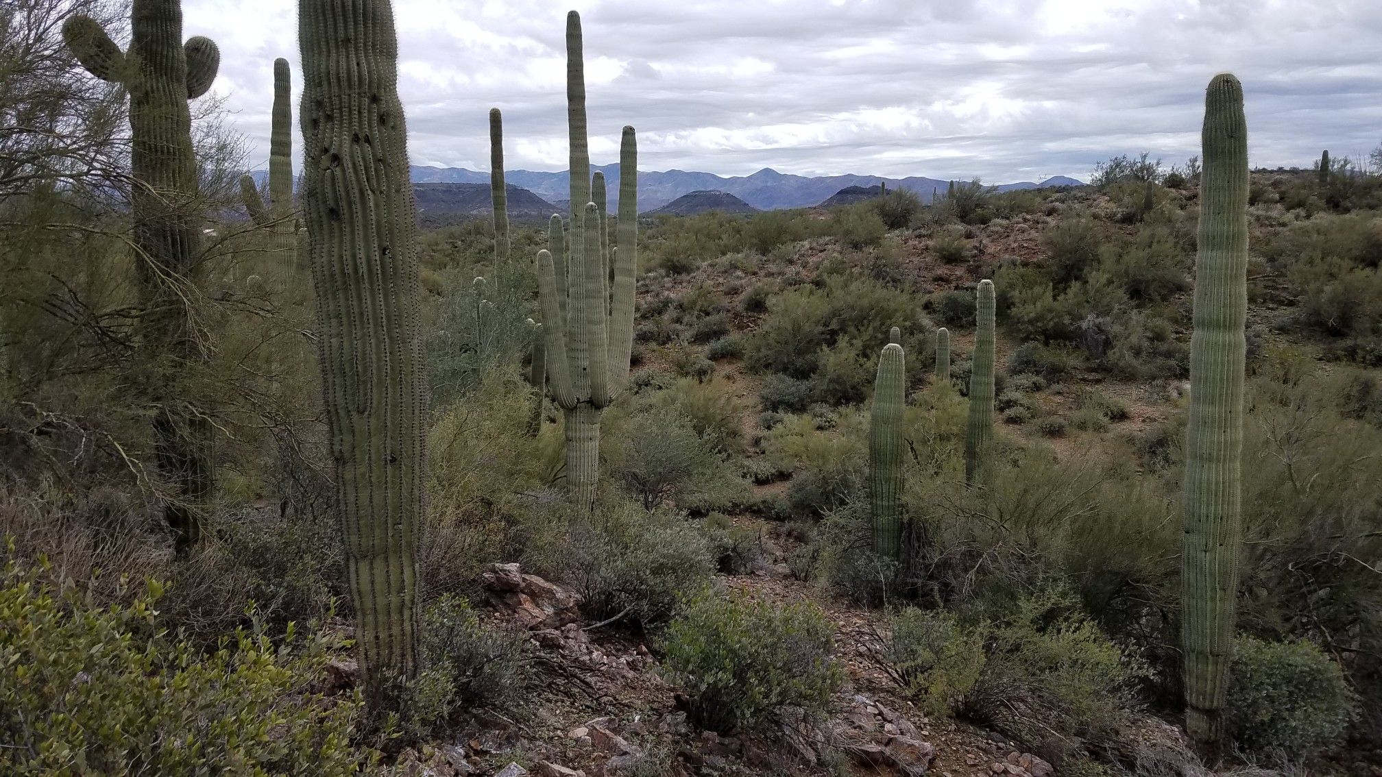 Many saguaro cacti dot a desert landscape with distant mountains. - High Desert Park Trail