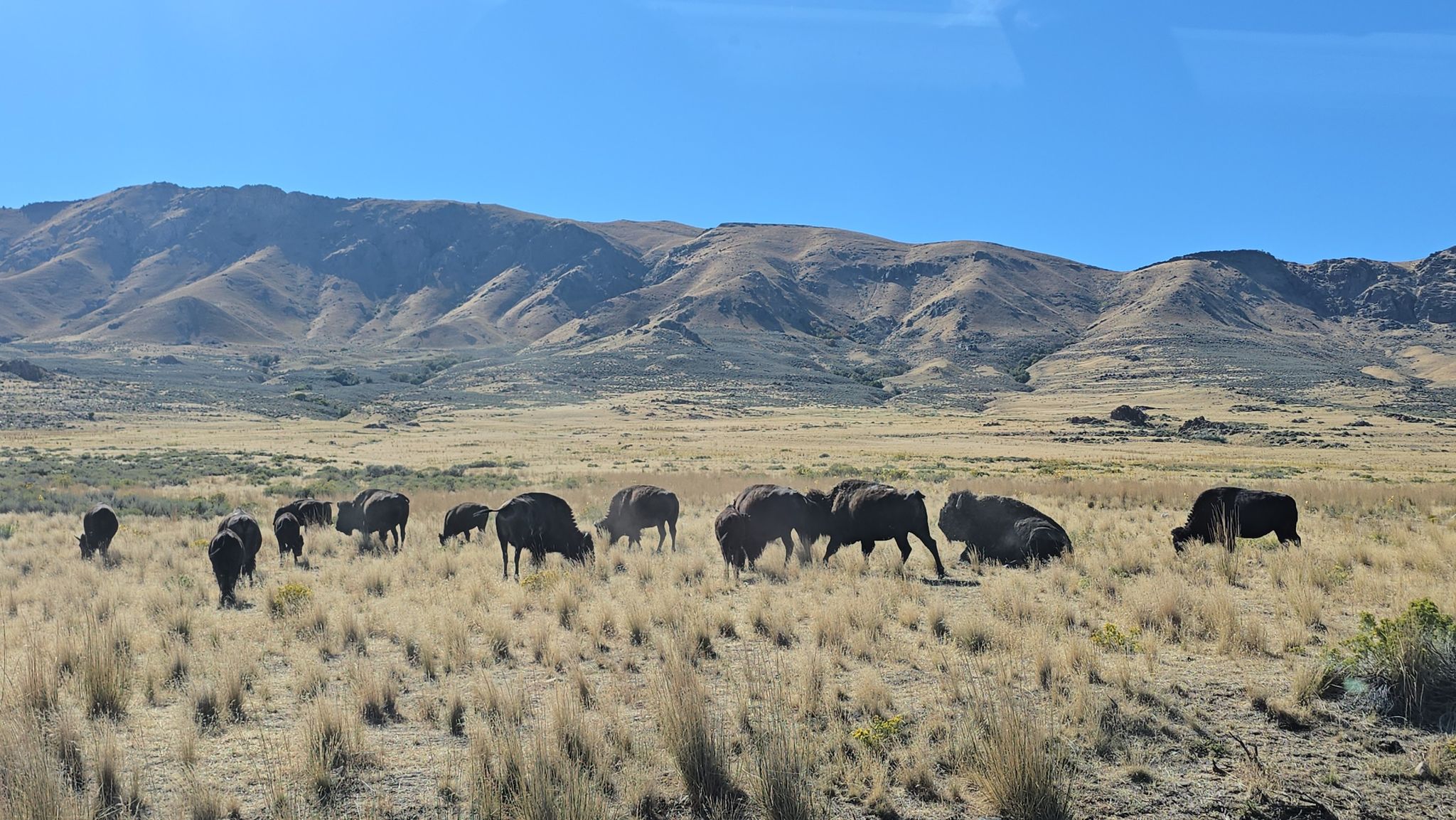 A herd of bison grazes in a sunny, grassy field with rolling hills. - Antelope Island State Park – Antelope Island State Park loop from Trailhead