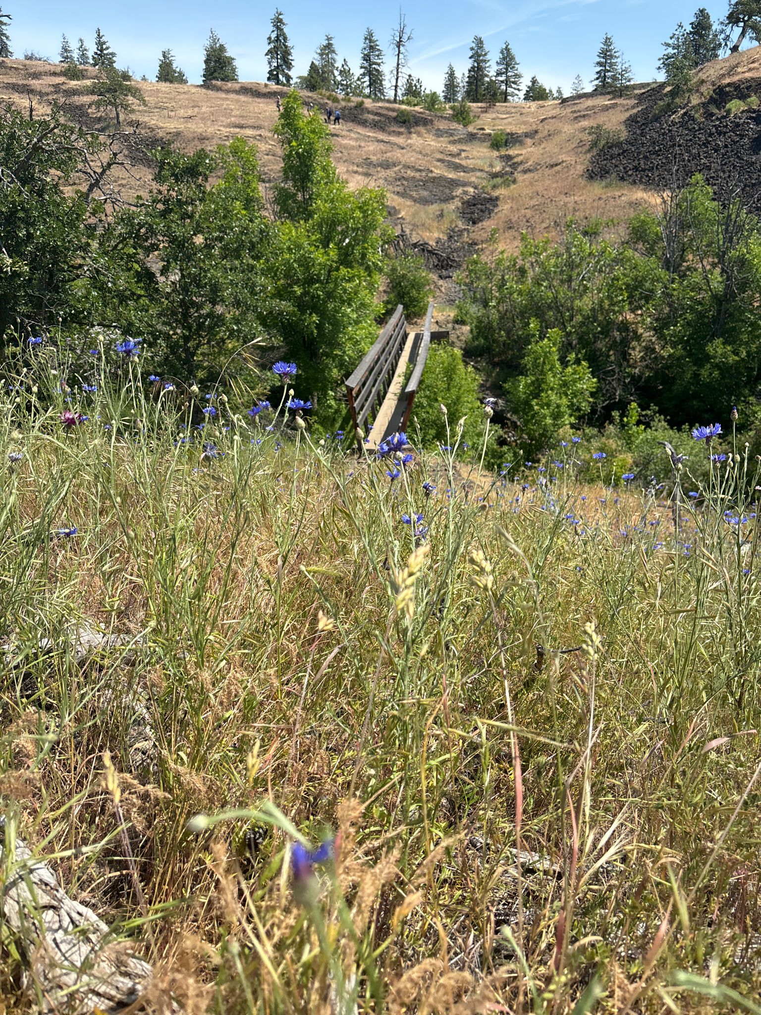 Wildflowers in the foreground with a wooden bridge visible in a green gully. - Catherine Creek Arch – Bridge over Catherine Creek loop from Rowland Wall