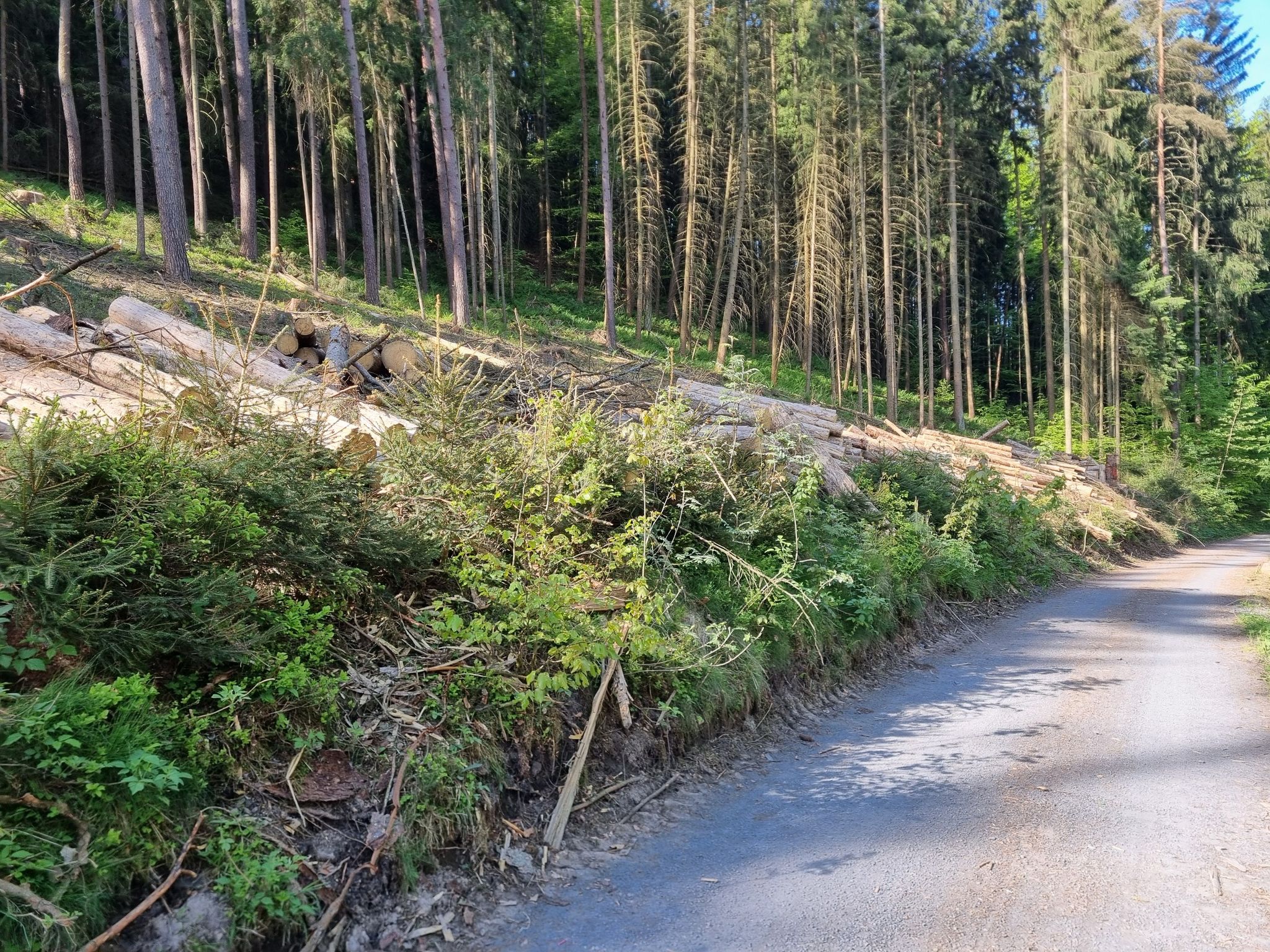 Der Kampf gegen den Borkenkäfer geht weiter