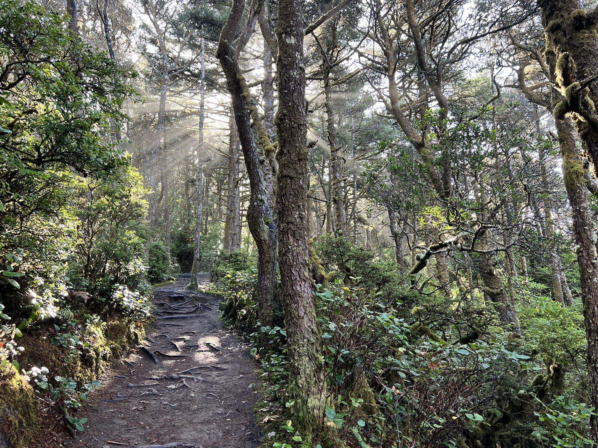 Sunbeams illuminate a winding dirt path through a lush, green, mossy forest. - Hobbit and China Creek Loop