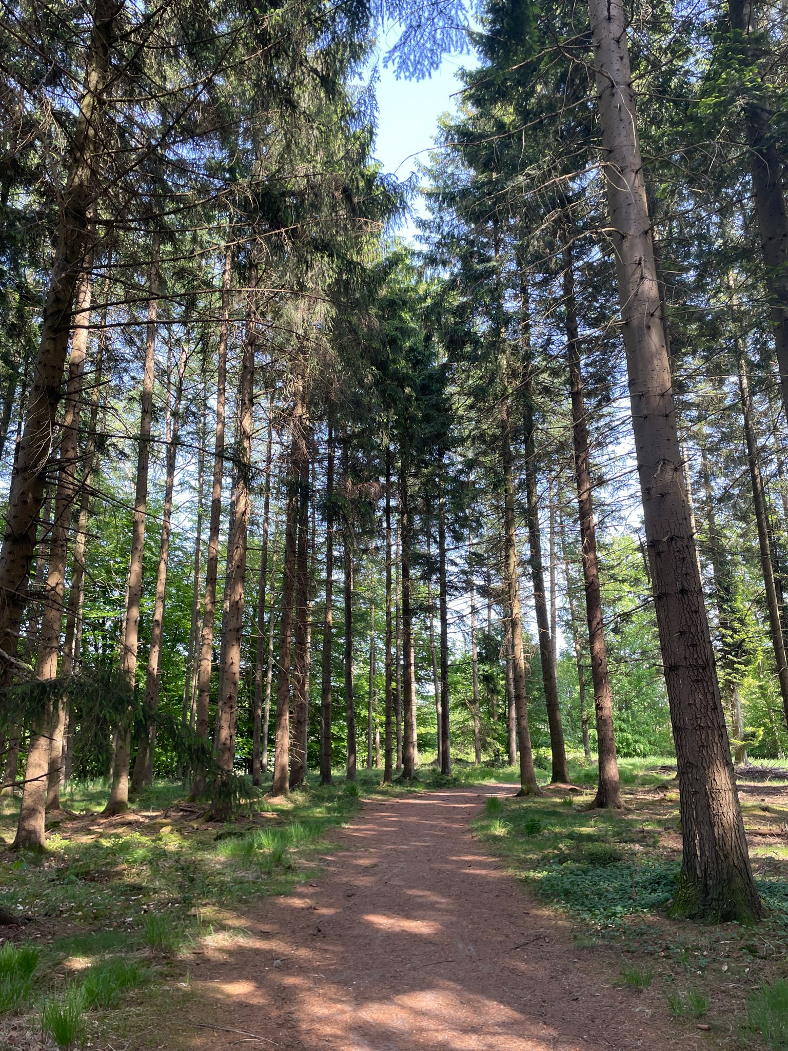 Borsteler Wald