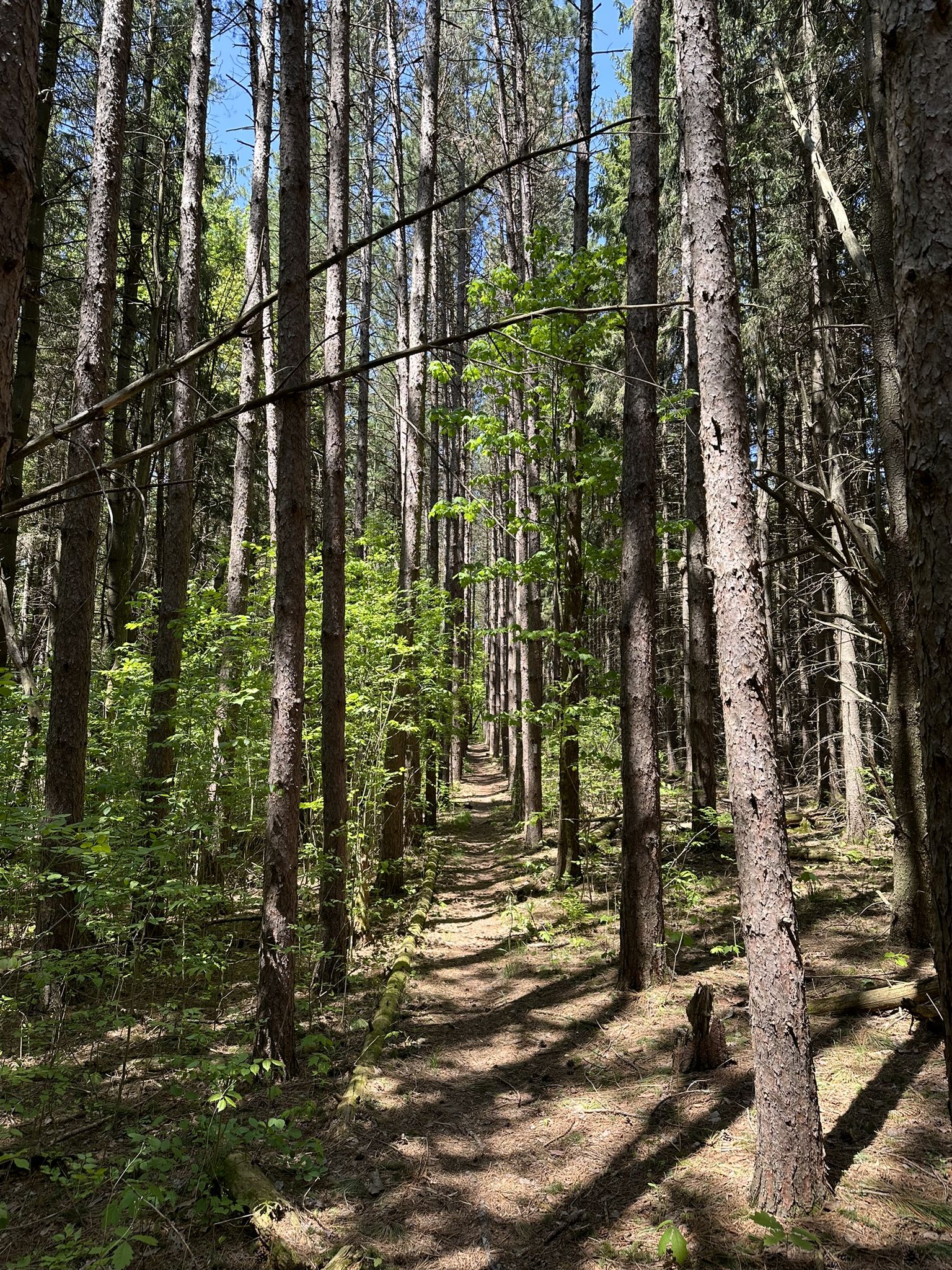 Sunlit path through a dense forest of tall, slender trees. - Finger Lakes Trail: Connecticut Hill Loop