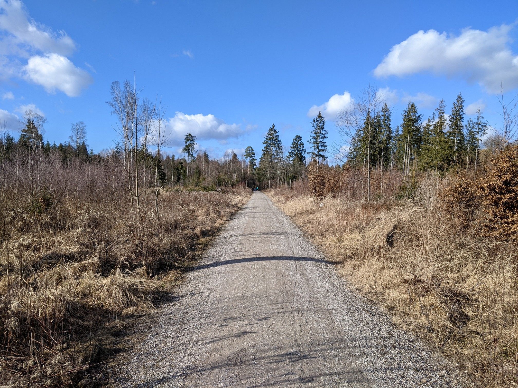 Weg im Perlacher Forst