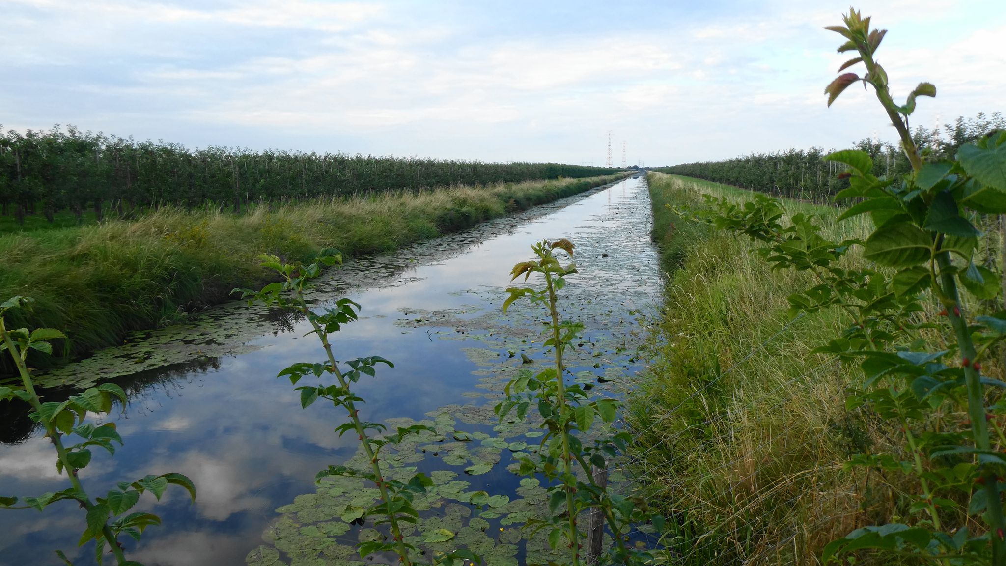 Entwässerung zur Elbe