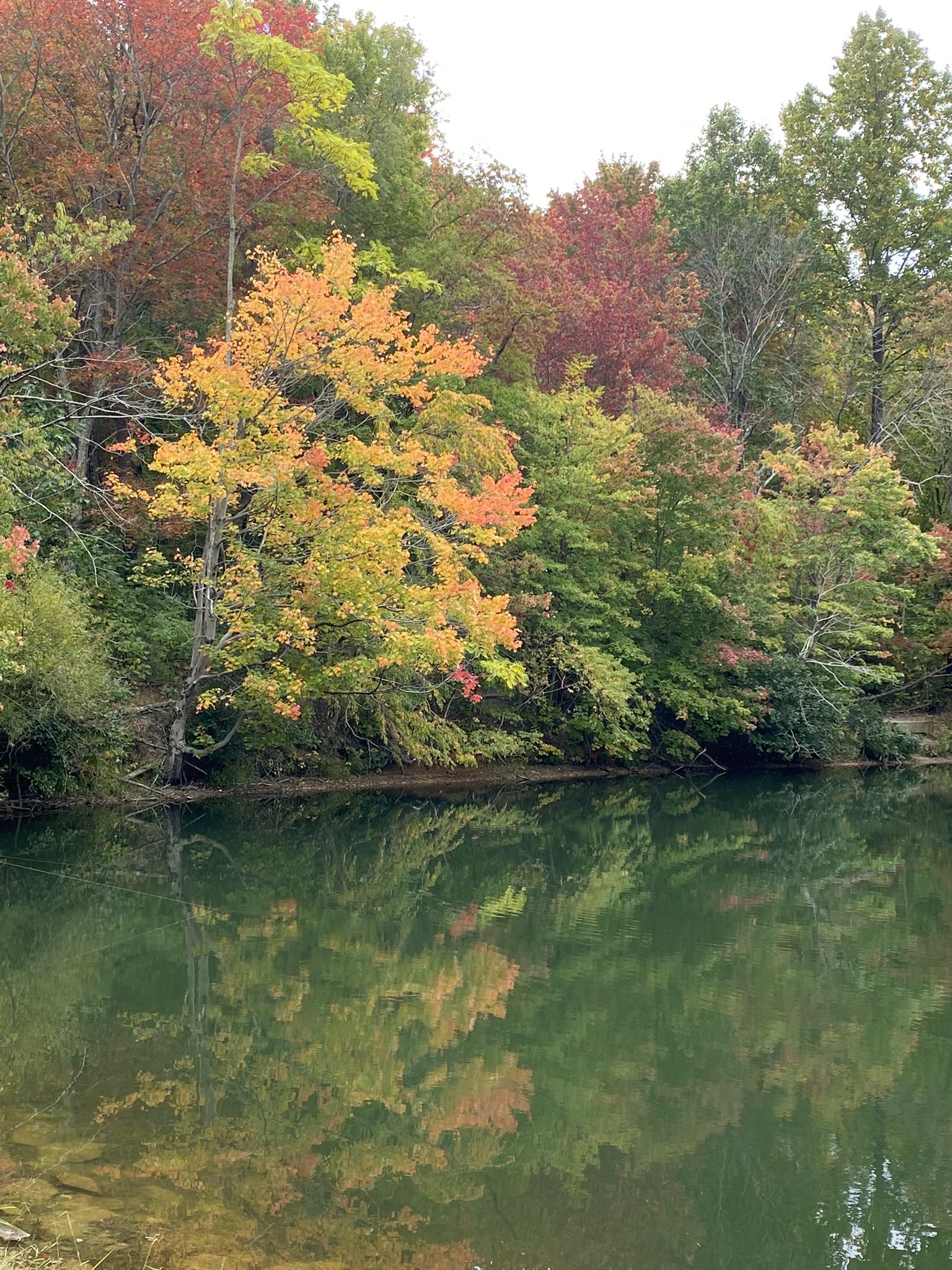 Vibrant autumn trees reflecting in calm water on an overcast day. - Mint Springs Valley Park loop