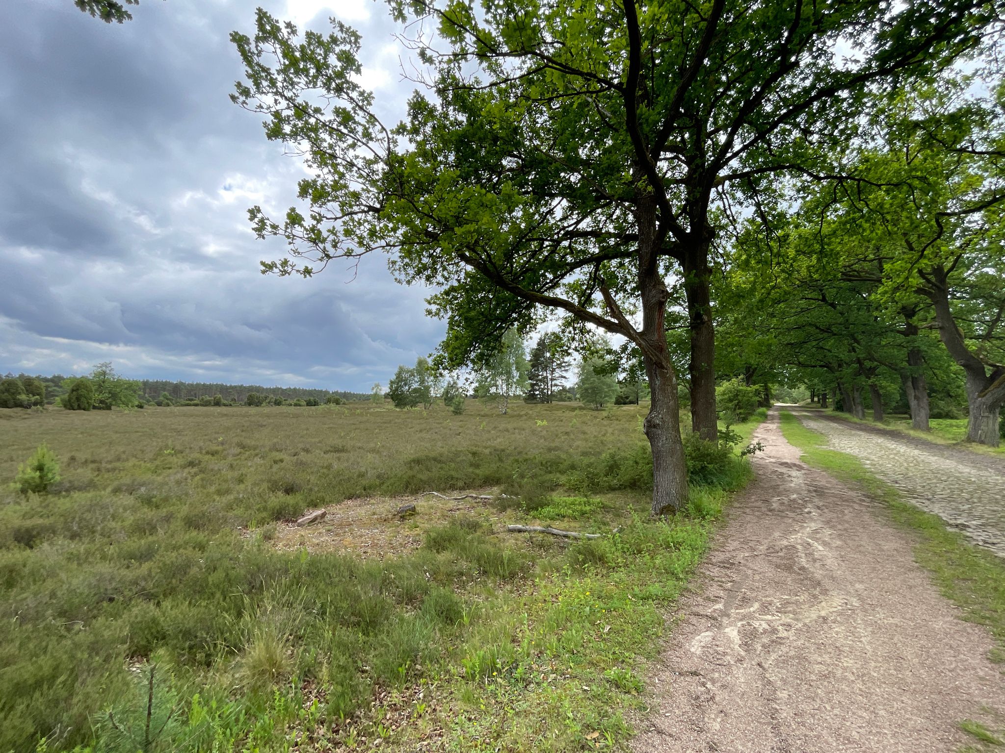 Lüneburger Heide