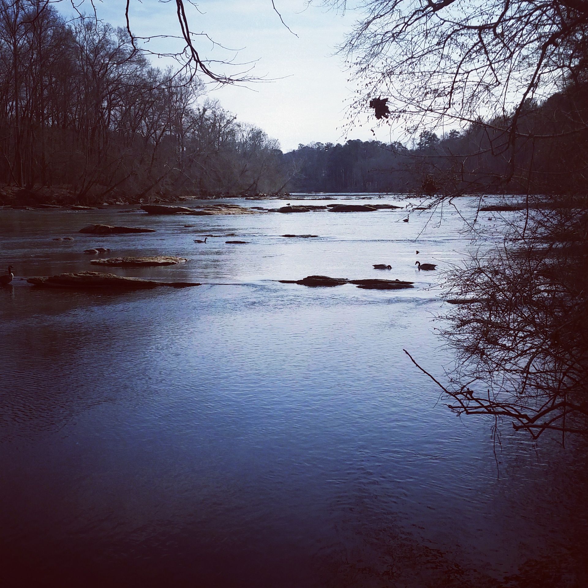 Dark river with rocks and ducks, surrounded by bare trees, dim light. - Island Ford Loop Trail