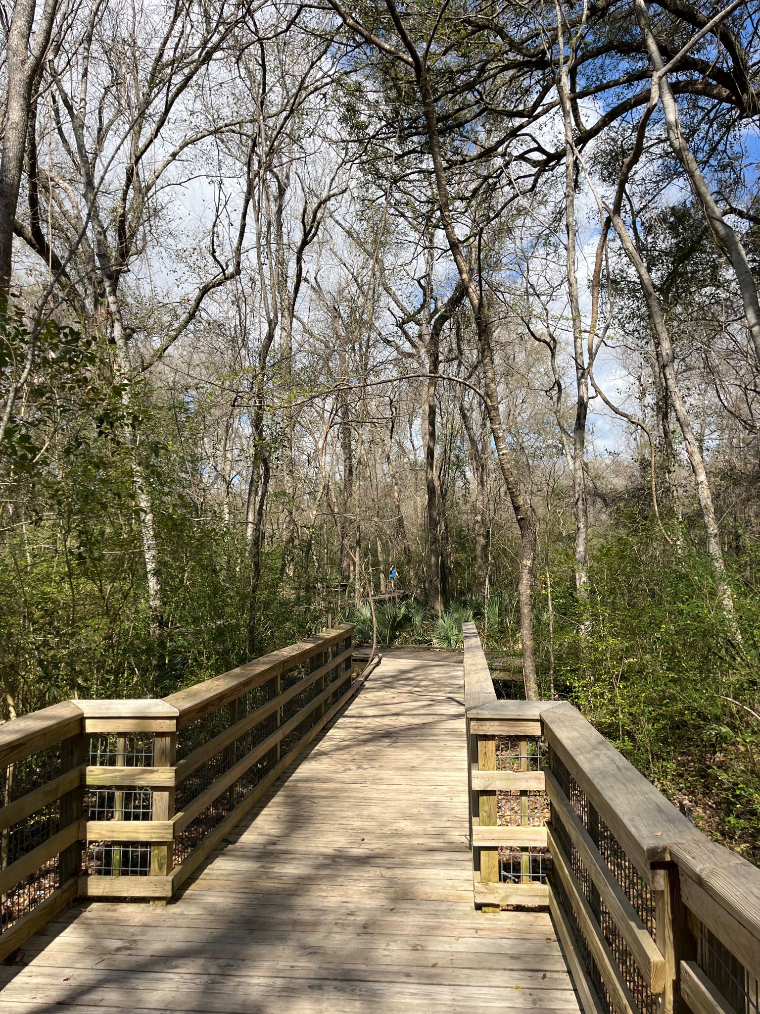 Sunny wooden boardwalk winding through a dense, green and bare forest. - Acadiana Nature Station Boardwalk