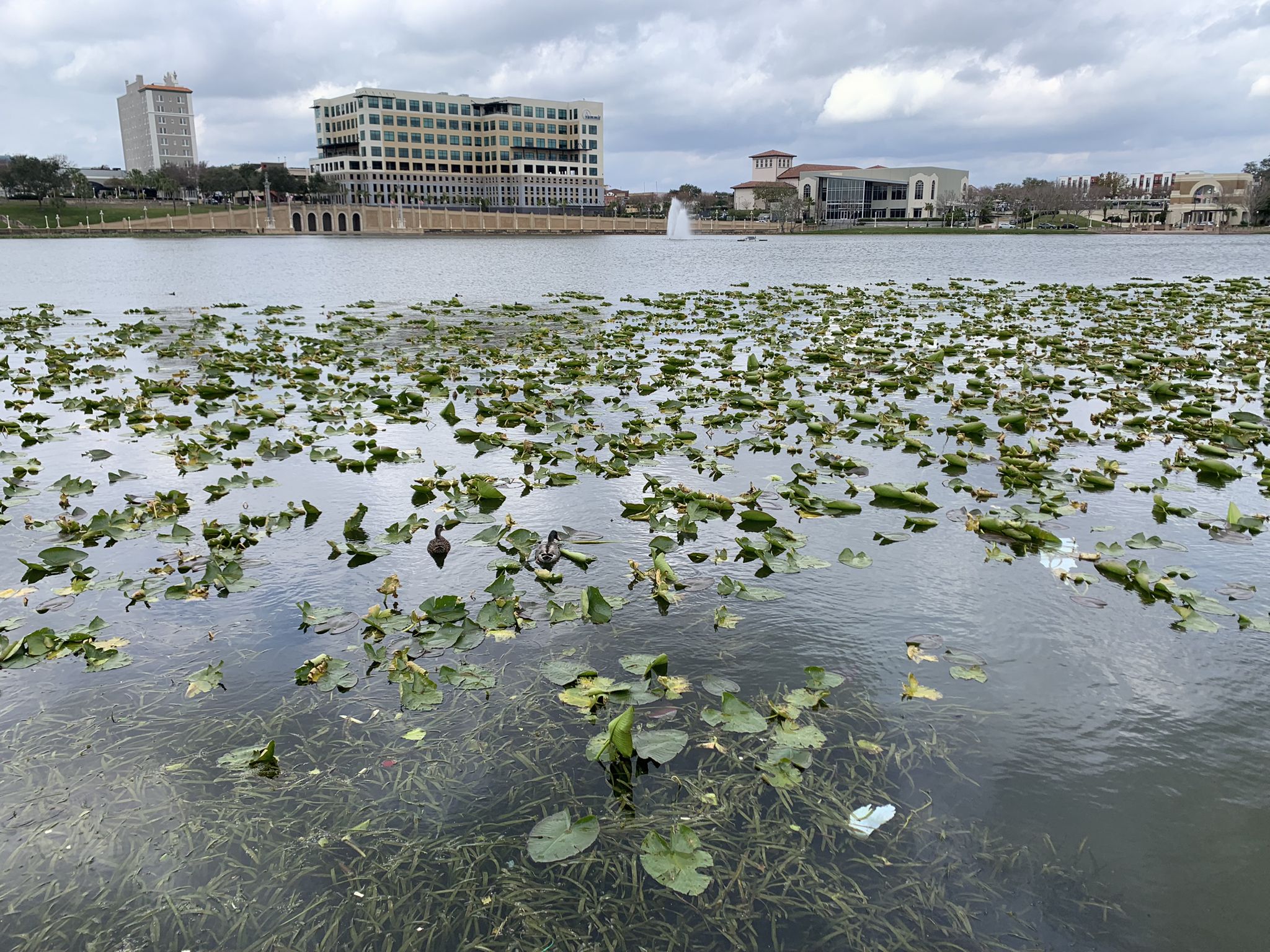Overcast urban lake with lily pads and distant buildings under a cloudy sky. - Lake Mirror Loop