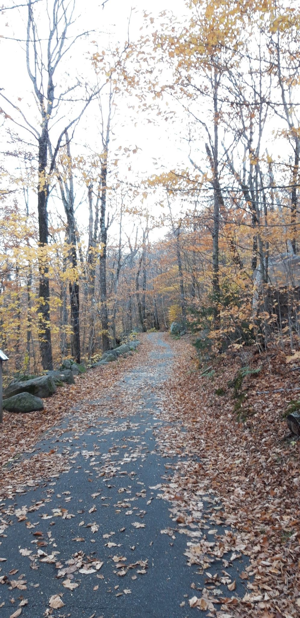 A forest path covered in autumn leaves, with bare and yellow trees. - Franconia Notch Bike Path