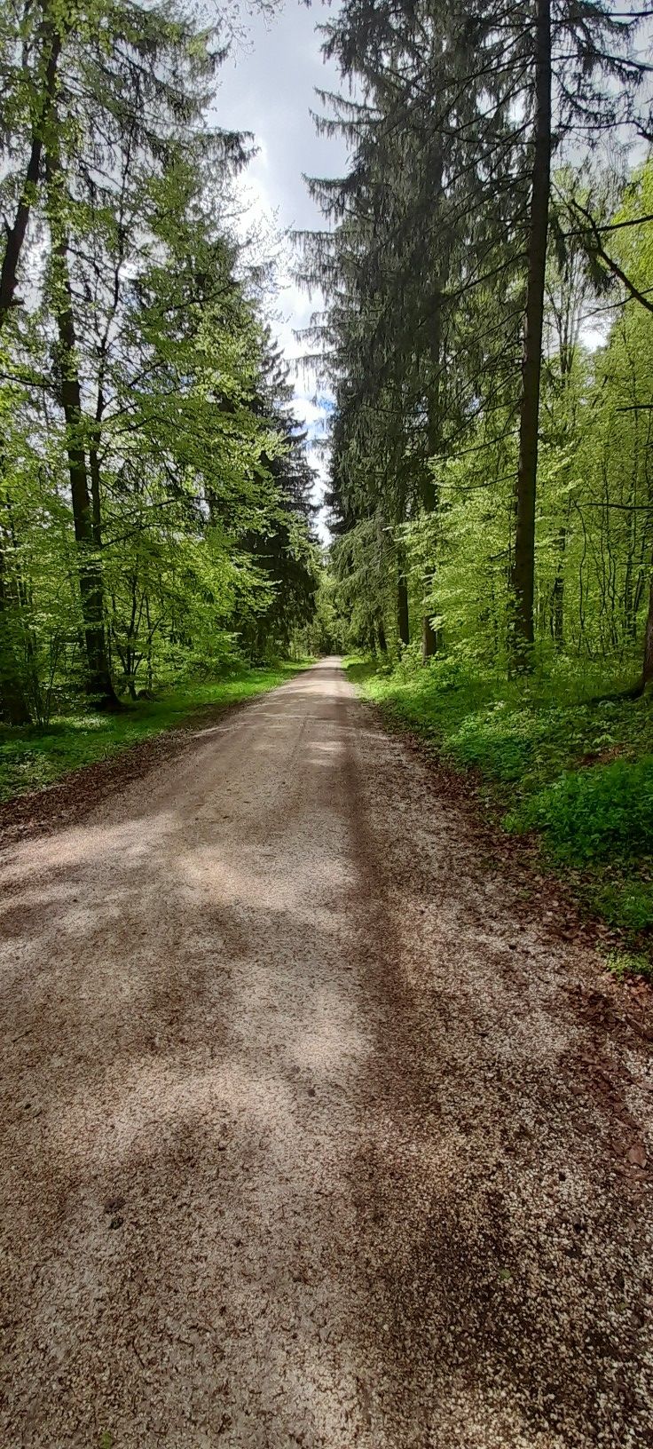 Waldweg 
