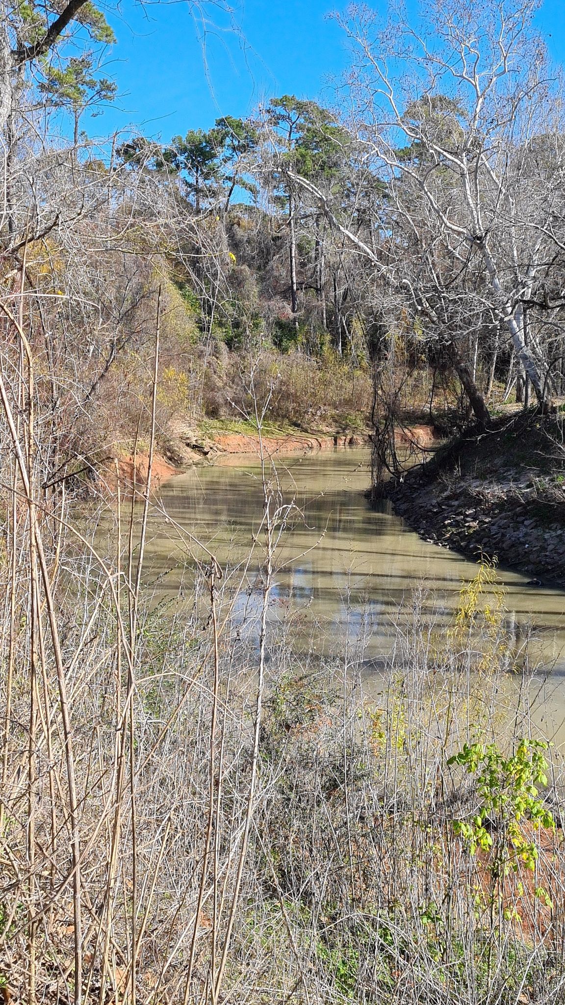 A murky river flows through a wooded area with bare and green trees. - Purple Trail