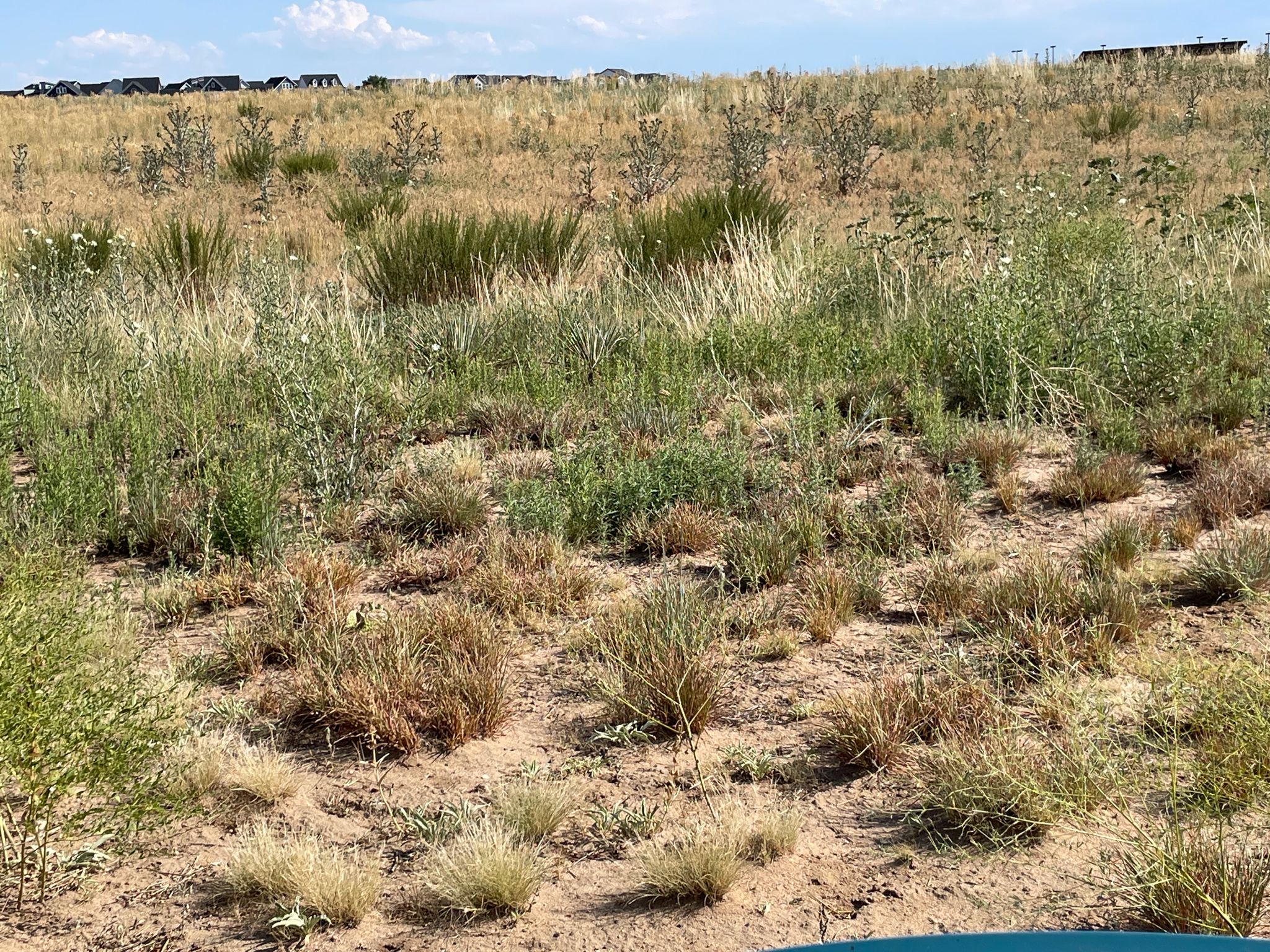 An expansive dry grassy field with sandy patches under a bright sky. - Discovery, Lake Mary, and Prairie Loop