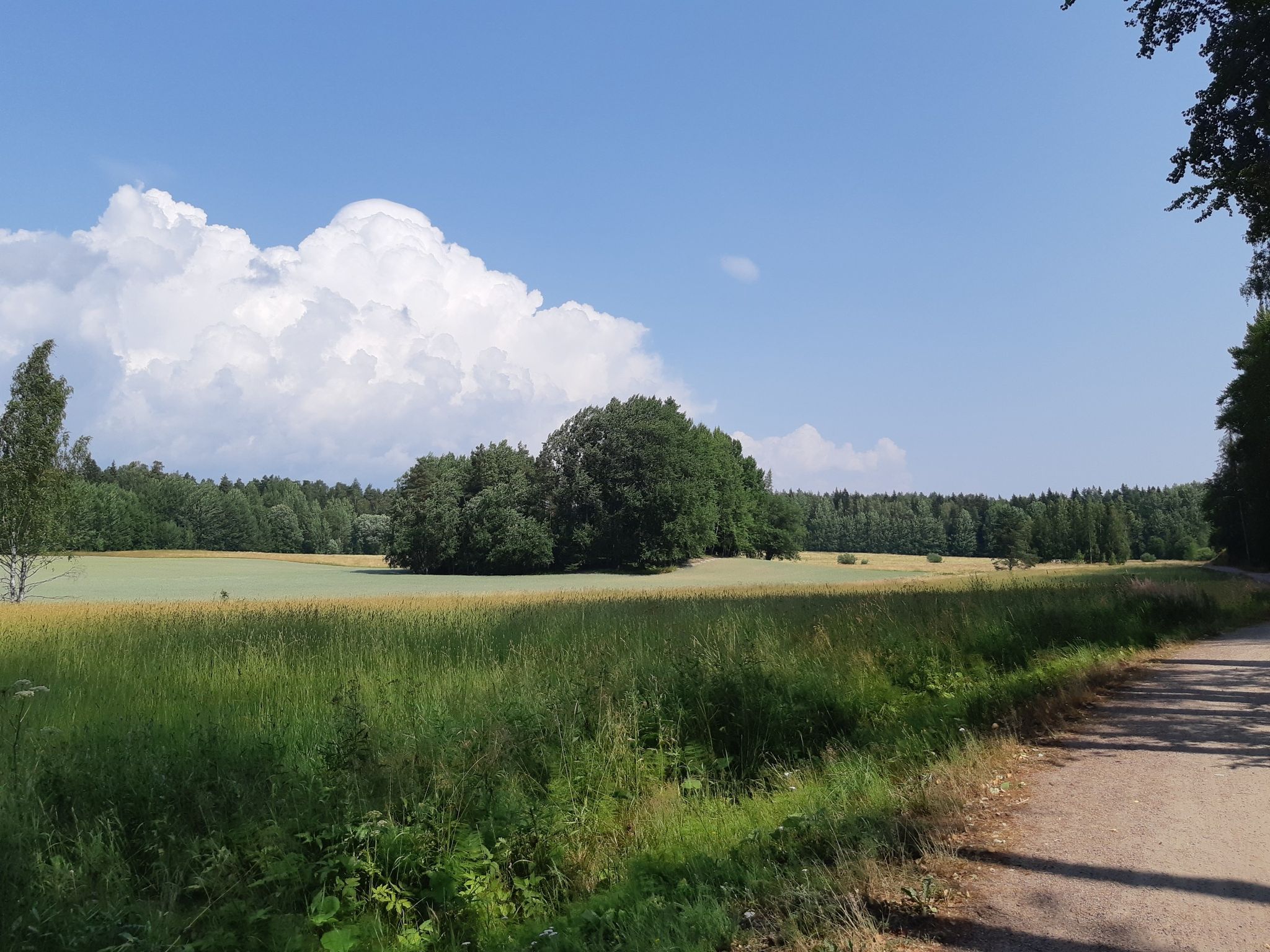 Forest patch in a field 