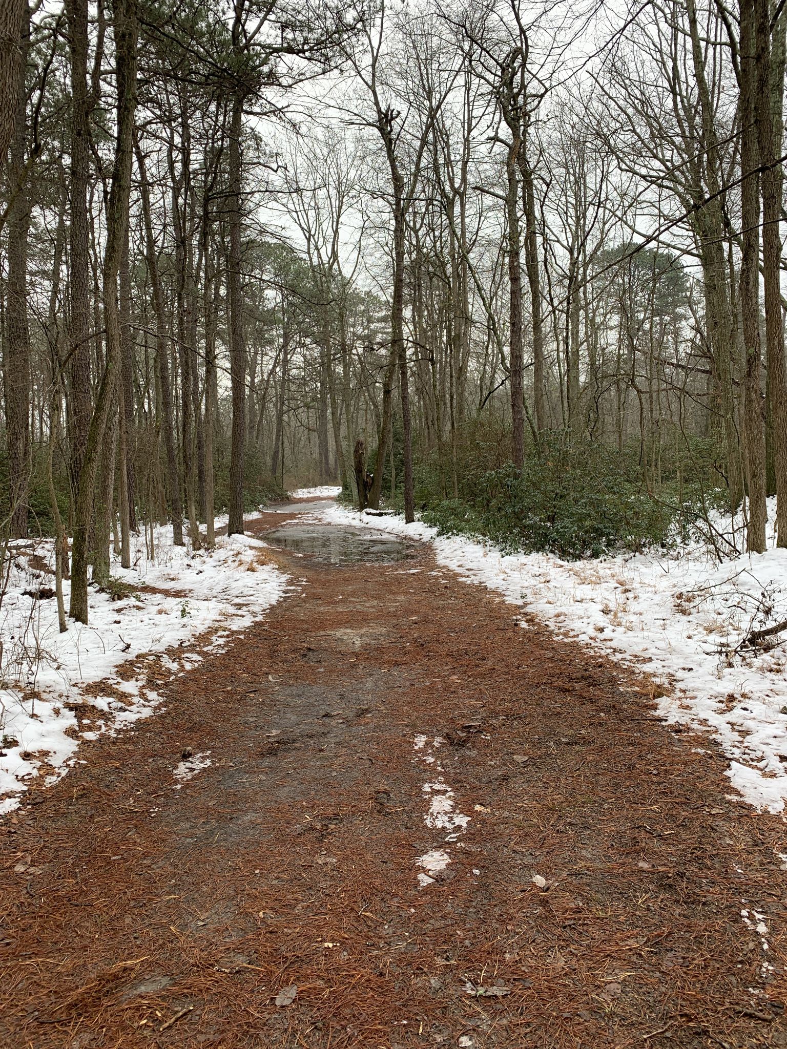 A forest path covered in pine needles and patches of snow. - Black Run Preserve – Peaceful Partners Trail loop from Eastern White Cedar Swamp