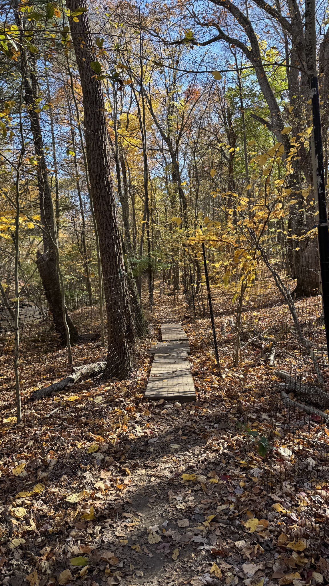 A leaf-covered forest path with wooden planks under sunny autumn trees. - Riverwalk Trail to Indian Mill Trail Loop