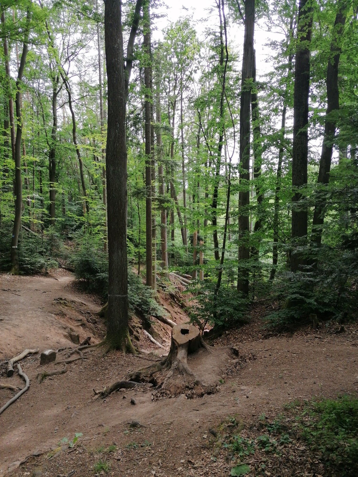 eingang zur Schlucht