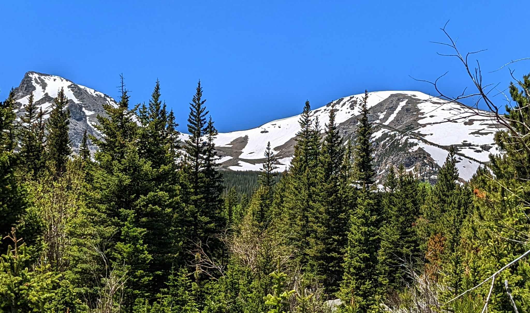 Snow-capped mountains rise above a dense forest under a clear blue sky. - Coney Buchanan loop