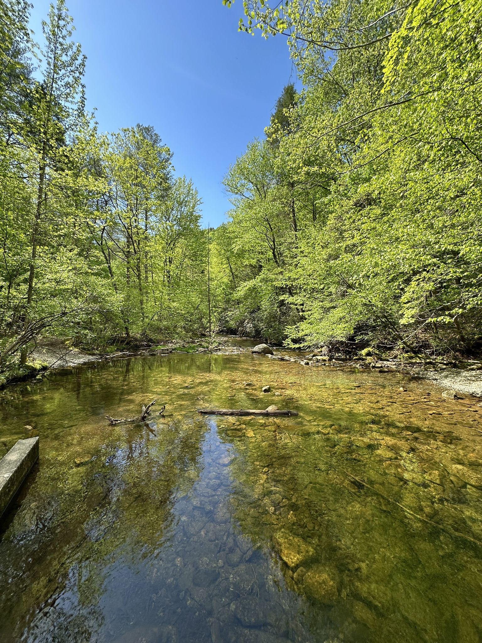 Clear stream flowing through a vibrant green forest on a sunny day. - Chestnut Knob, Sawtooth, and Little River Loop