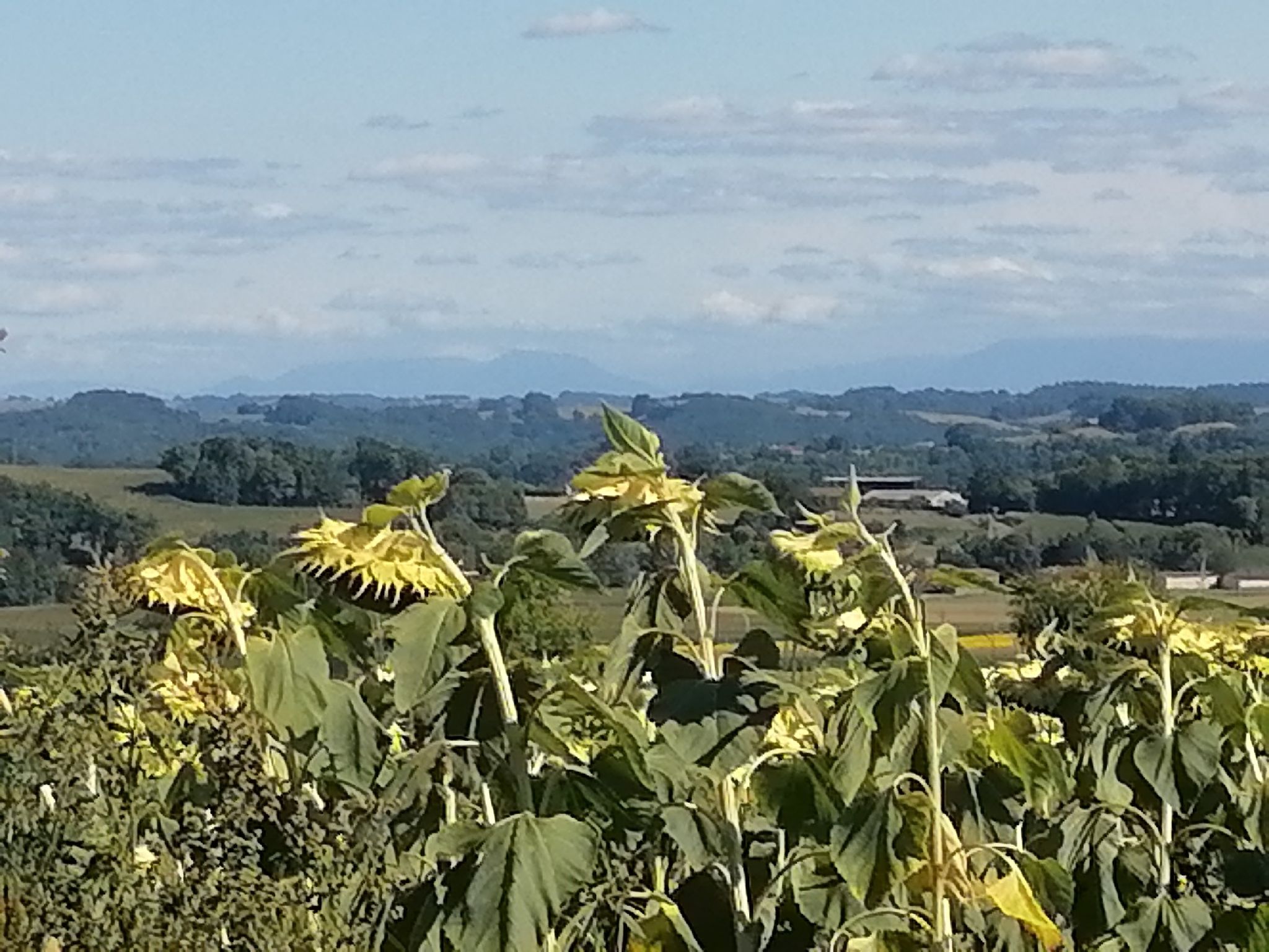 vue sur les Pyrénées