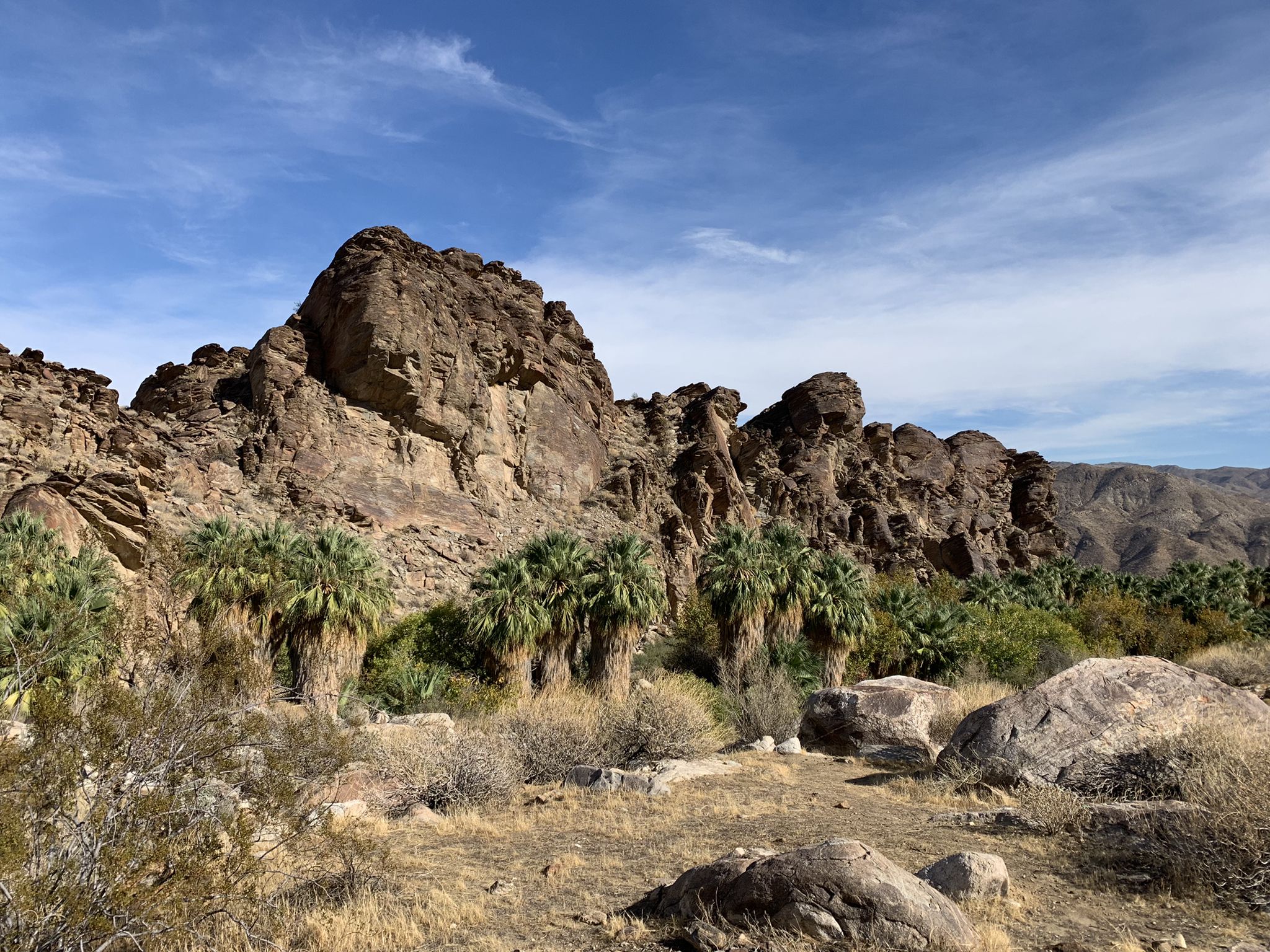 Rocky desert mountains overlook a grove of palm trees under a blue sky. - Andreas Canyon Loop Trail