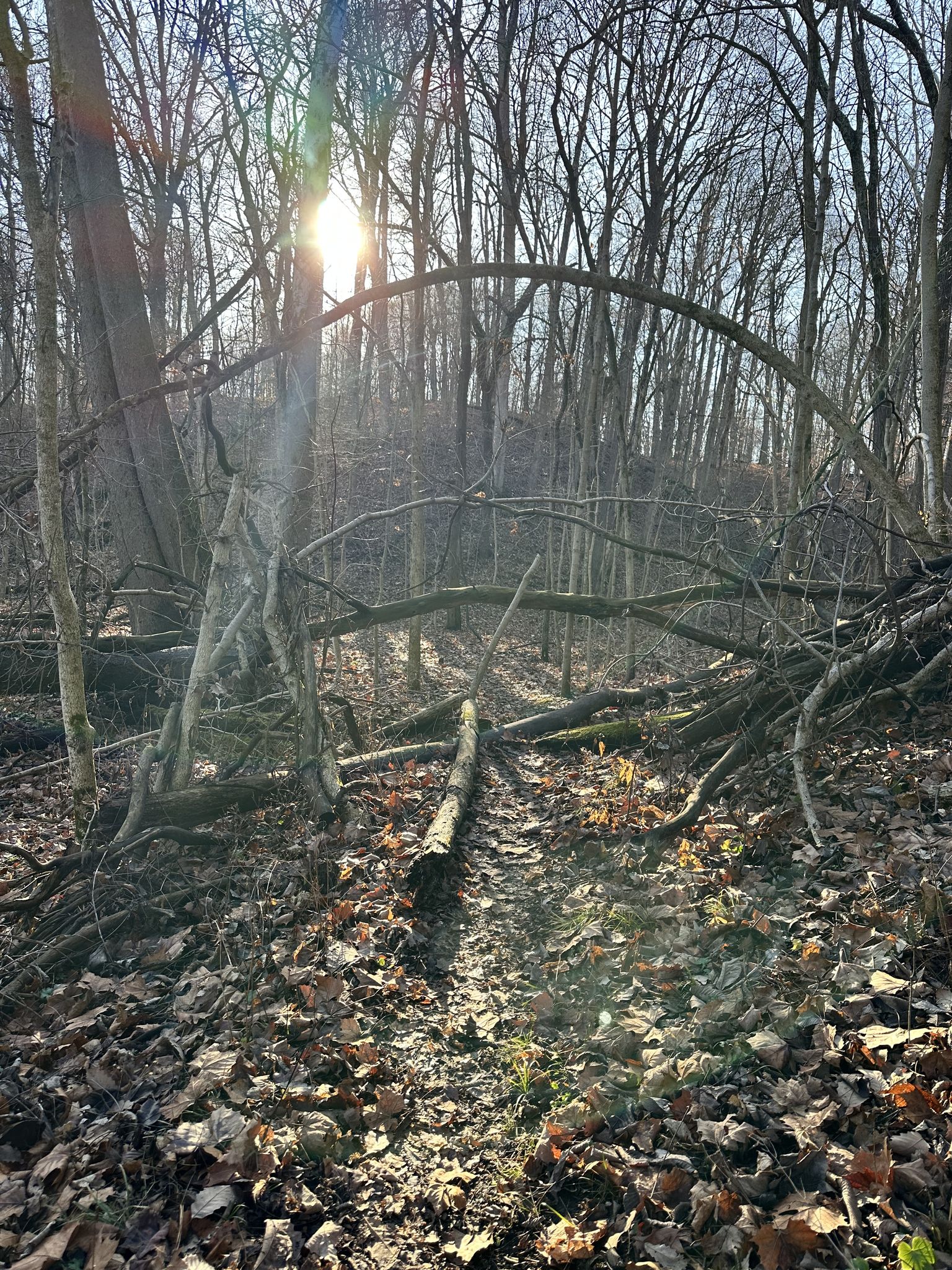 Sunlight filters through bare trees onto a forest floor with many fallen branches. - West Side Hiking Trail