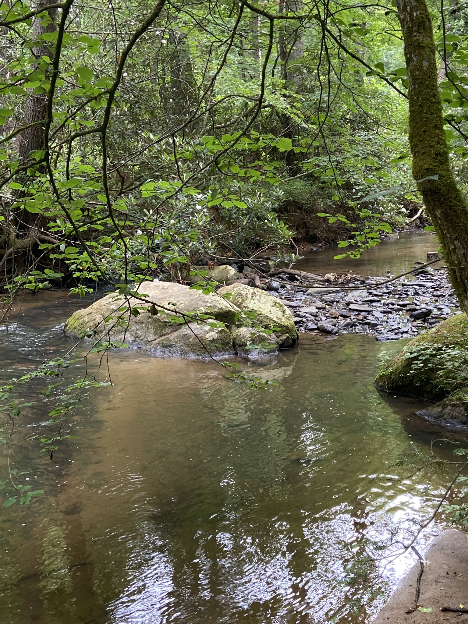 A clear stream flows past mossy rocks in a lush green forest. - Big Berea, Bull Creek and White Pine Loop