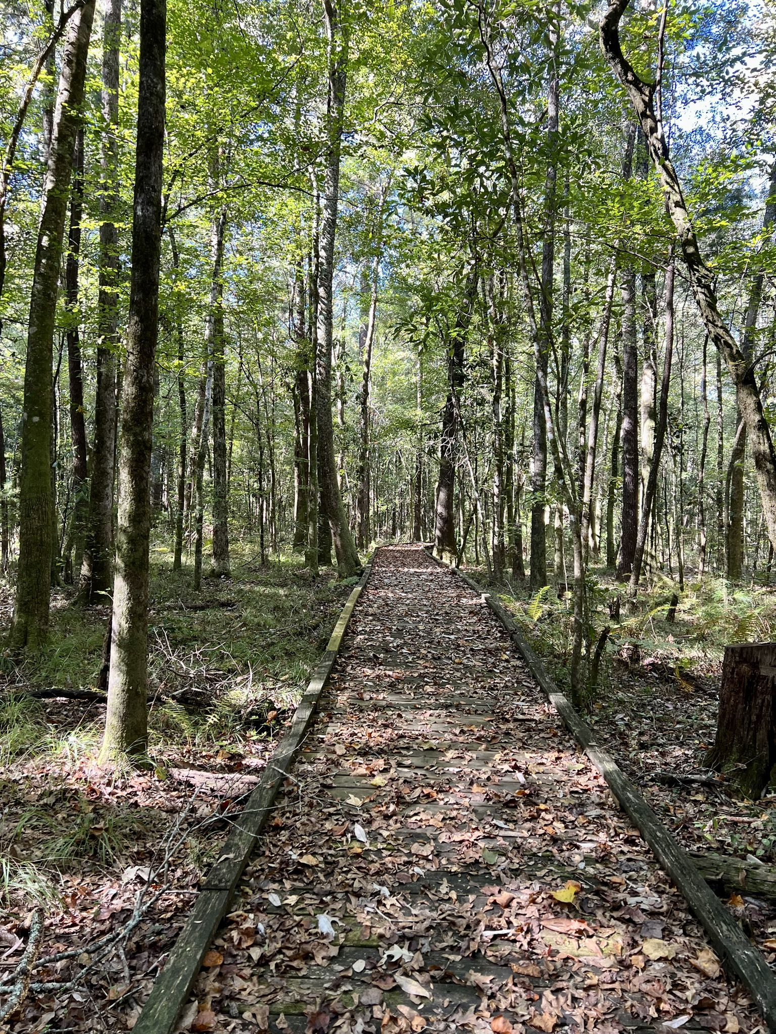 A long wooden boardwalk covered in leaves, stretching through a sunny forest. - Bartram National Recreational Trail
