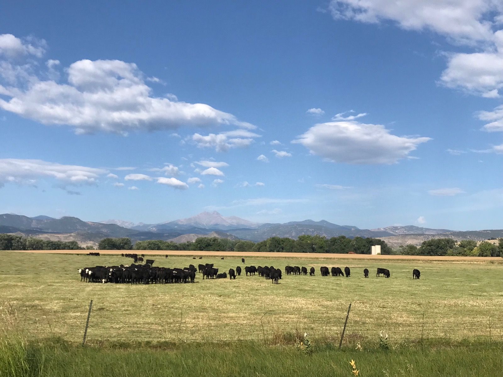 Herd of cattle grazing in a green field with mountains under a blue sky. - McIntosh Lake – McIntosh Lake loop from Kings Crossing Natural Area
