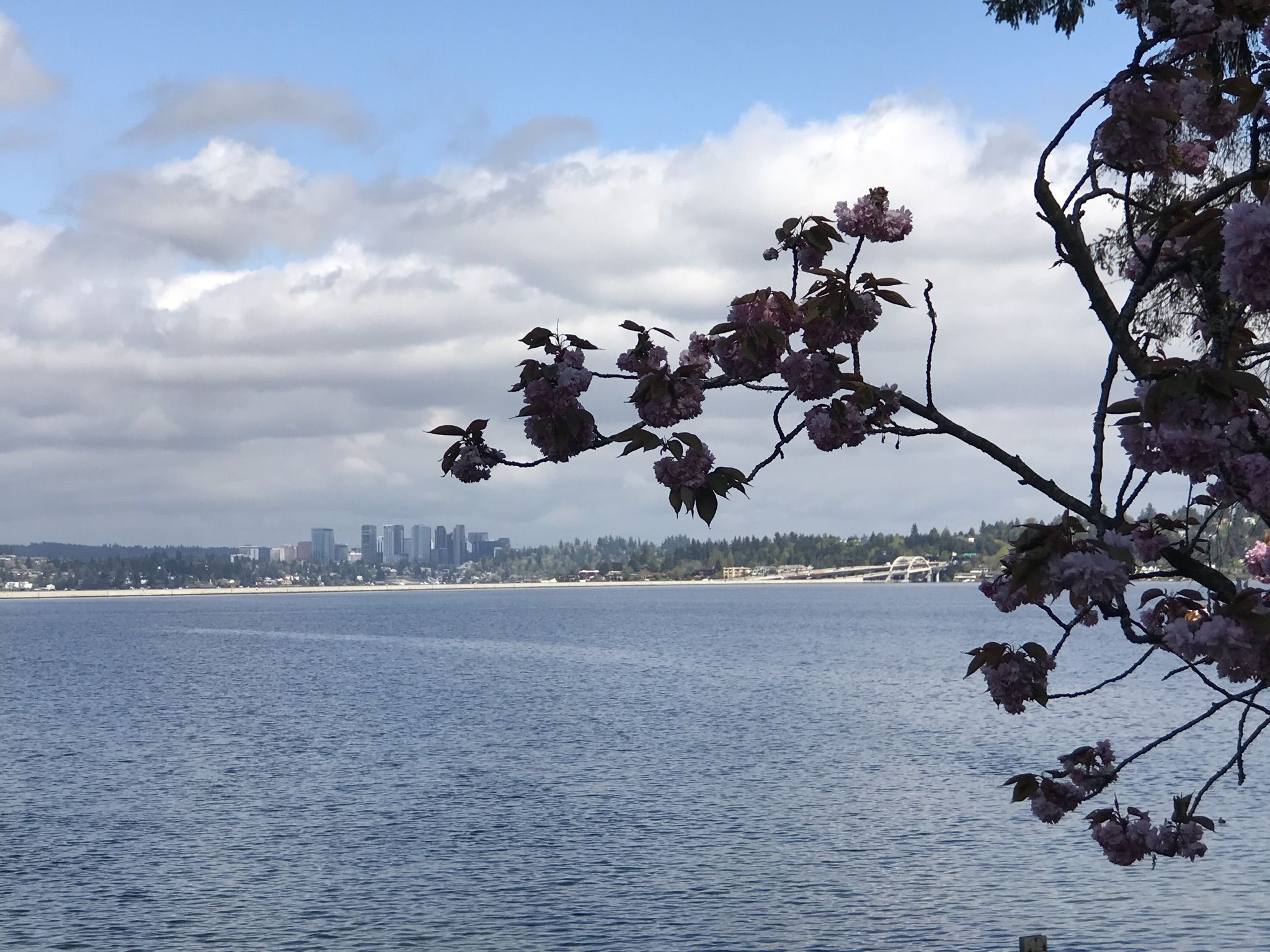 Pink blossoms on a branch frame a distant city across blue water. - Lower Leschi Park Woods – Colman Park loop from Molly Moon's Homemade Ice Cream - Madrona