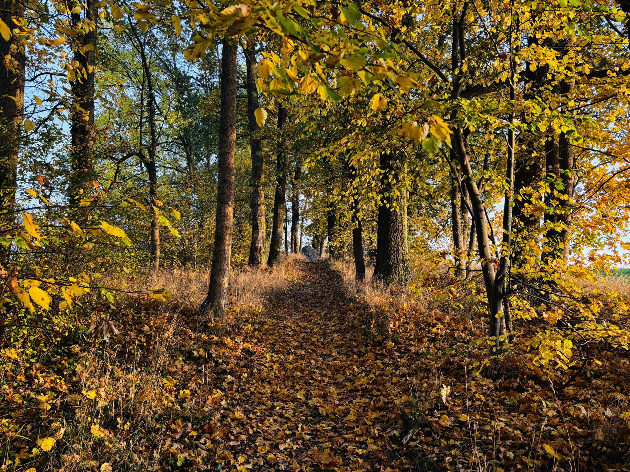 Gutspark Ringenwalde