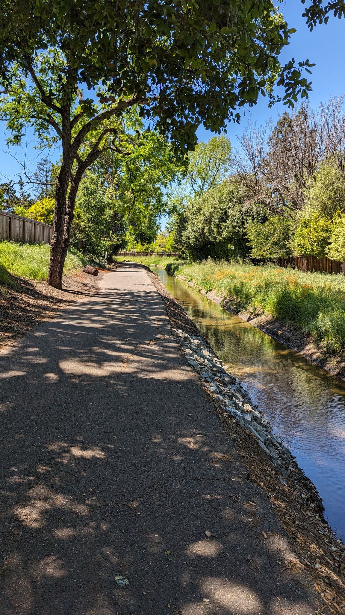 Shaded paved path beside a narrow stream, surrounded by green trees. - Pine Creek – San Miguel Park loop from Contra Costa Centre