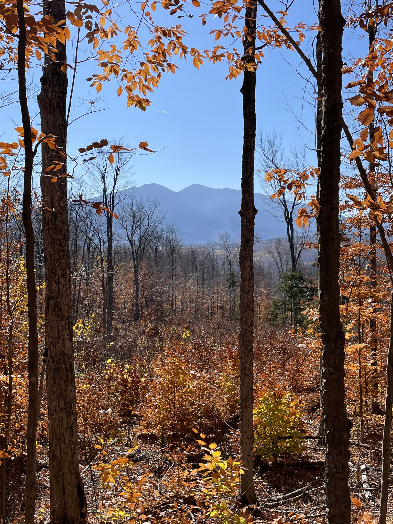 Autumn trees frame distant mountains under a clear blue sky. - CCC Moose Brook Trails Loop