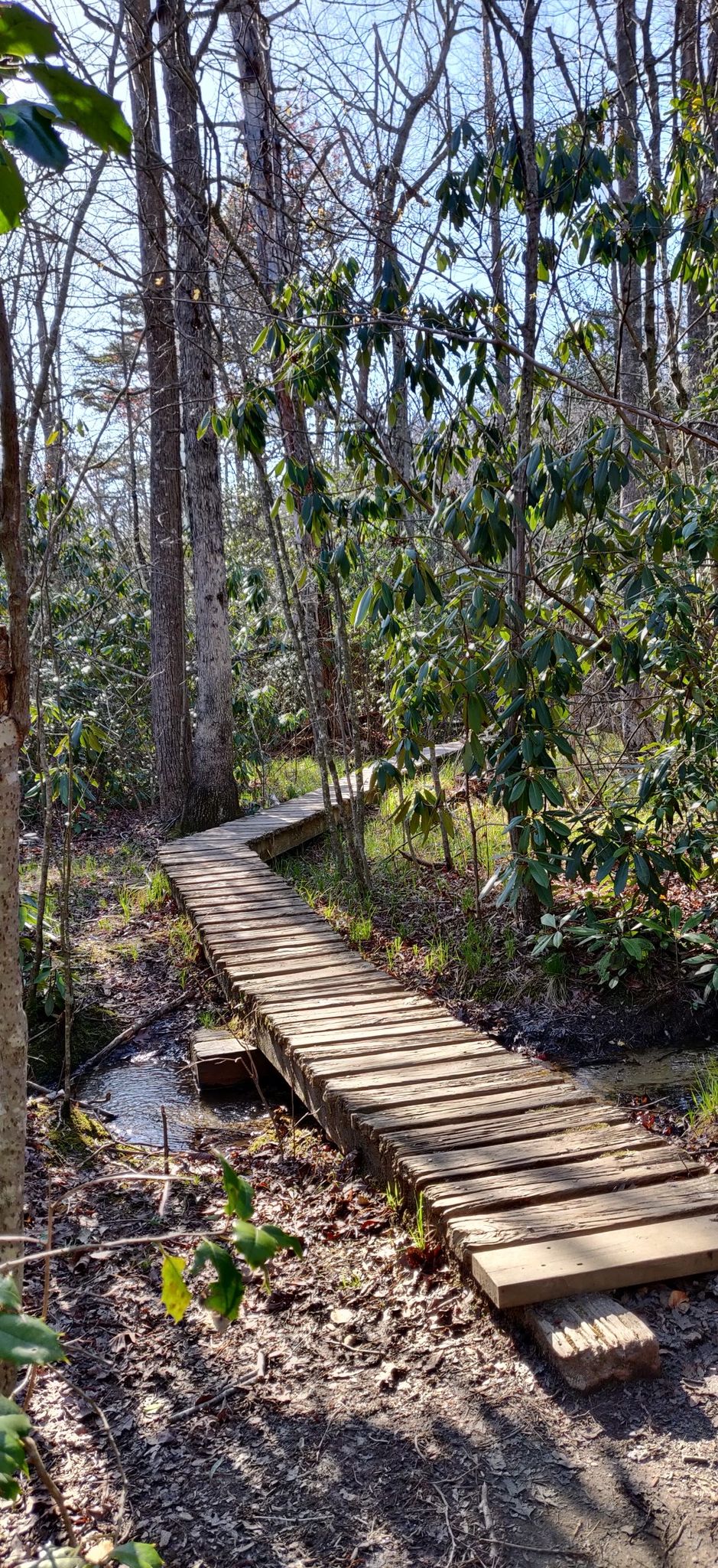 A wooden boardwalk winding through a sunlit forest over a small stream. - Moores Wall, Magnolia Springs, and Cooks Wall Trail Loop
