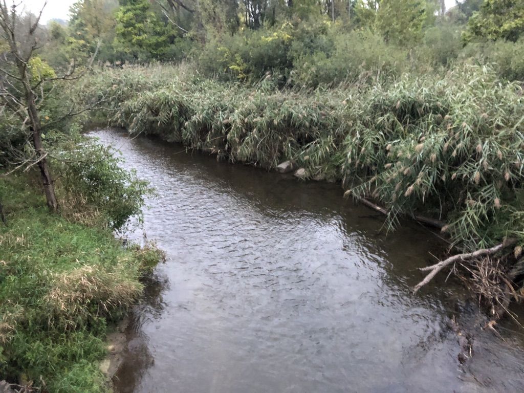 A narrow river flows between lush green banks with tall reeds. - Bridge Over Paint Creek – Clinton River Trail loop from Rochester Hills