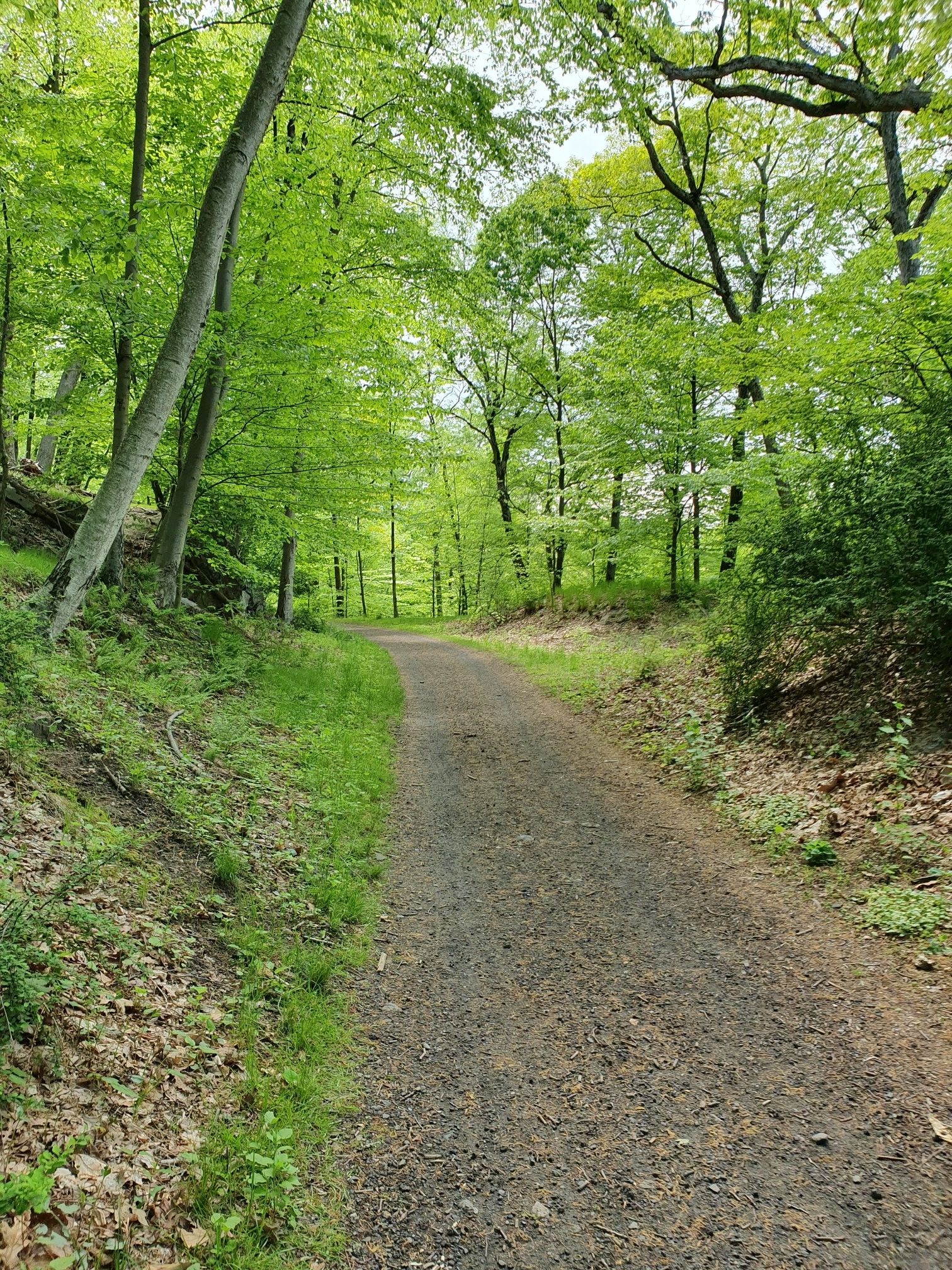 A winding dirt path through a vibrant green forest on a bright day. - Rockefeller State Park Outer Loop
