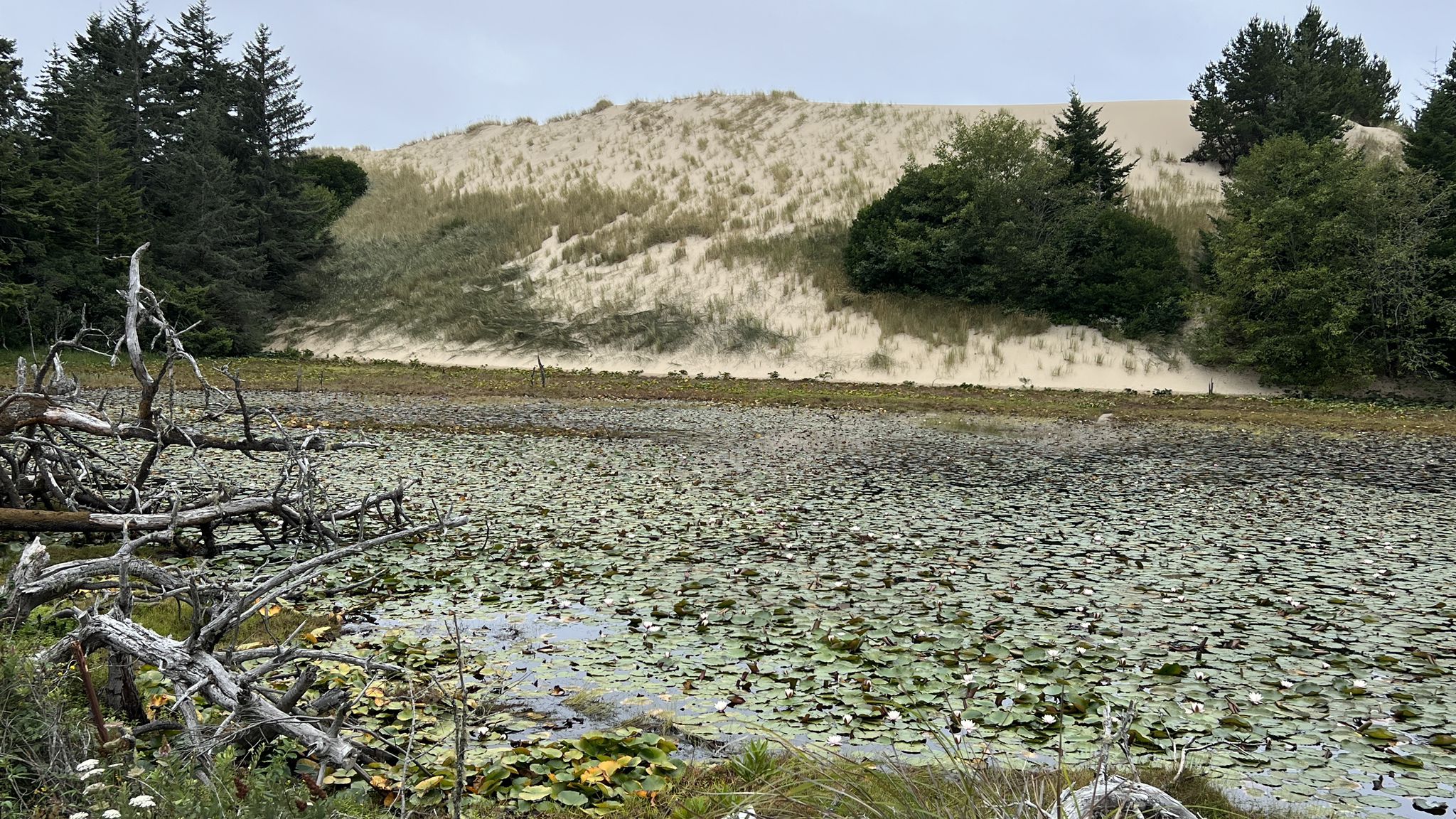 Overcast view of a lily pad pond with dead trees and a large sand dune. - Siltcoos Lake Pier – Woahink Lake loop from Umpqua River Light