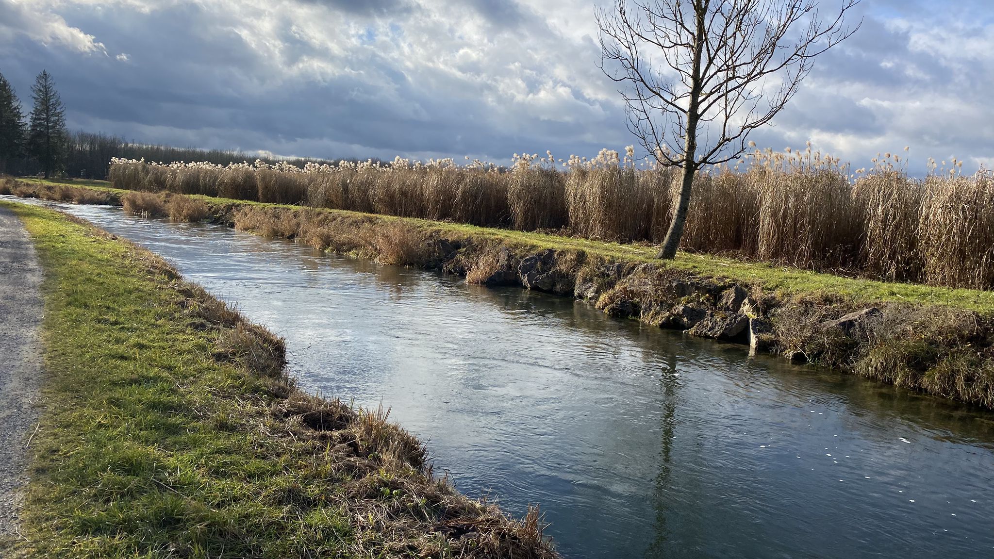 Feld mit Elefantengras