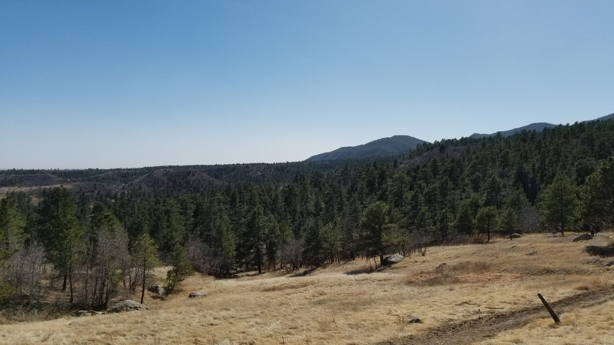 A sunny, dry field slopes towards a dense pine forest and distant mountains. - Blackmer and Soaring Kestrel Loop