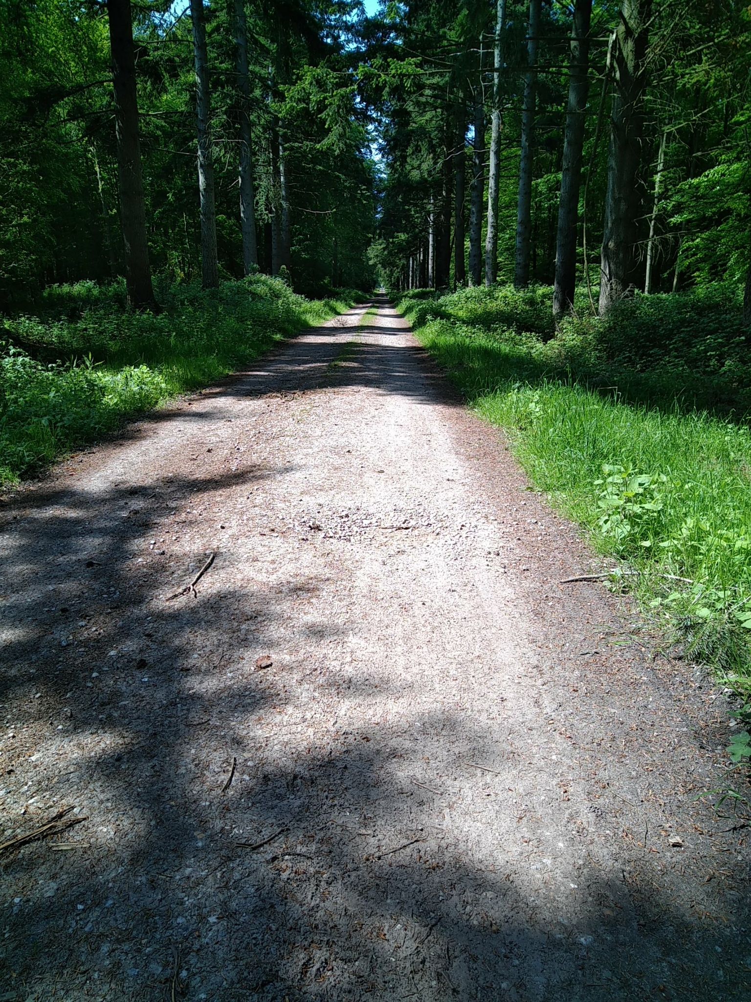 Forêt de Crécy