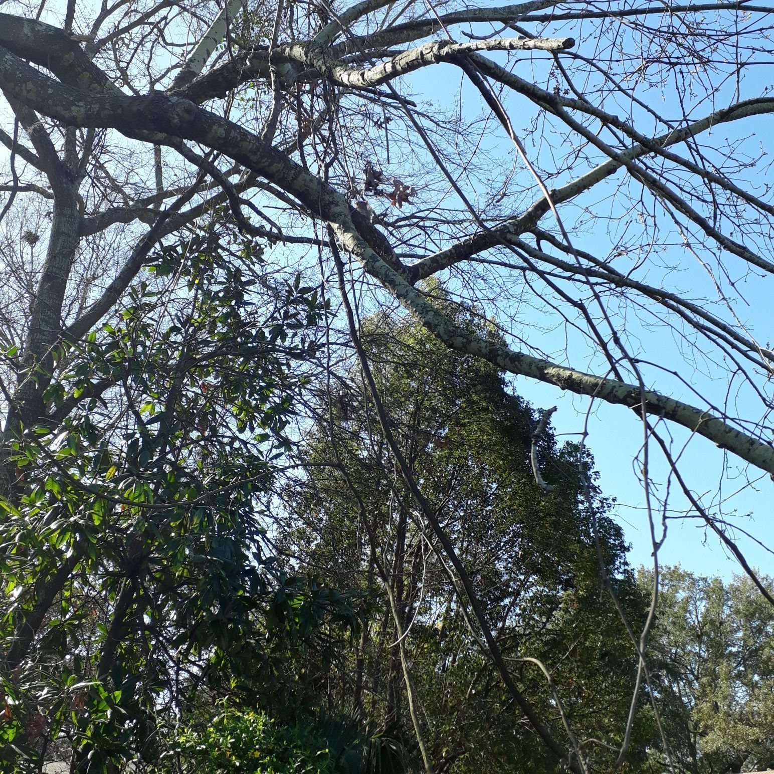 Intricate network of tree branches against a clear blue sky on a sunny day. - Colonial Lake loop from West Ashley High School