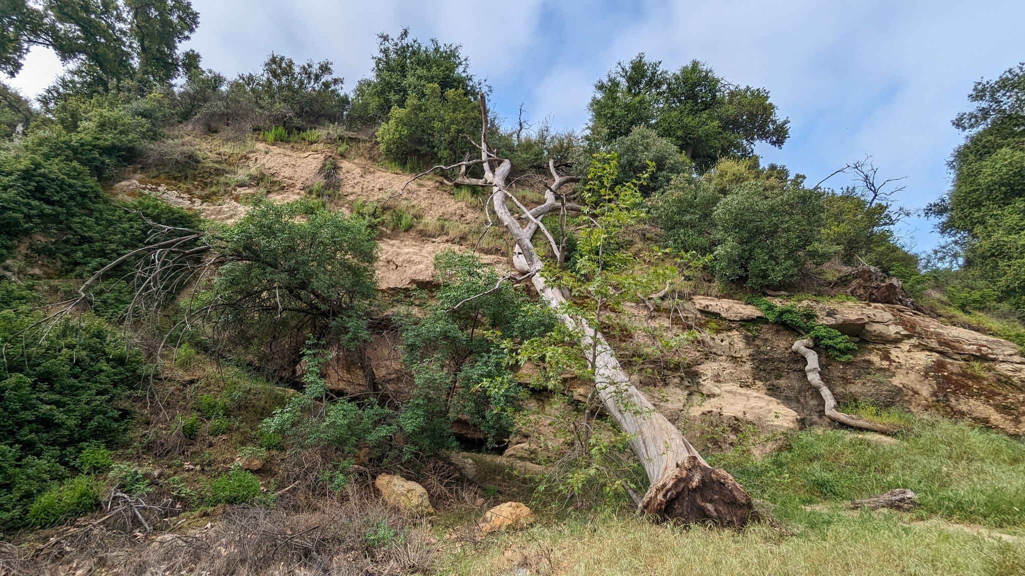 A large fallen tree leans against a steep, rocky, and vegetated hillside. - Whitney Canyon Falls Trail