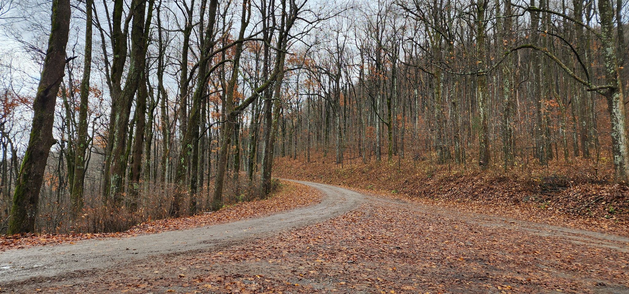 A dirt road covered in autumn leaves winds through a bare forest. - Greasy Mountain Trailhead – Edmonson Branch Trailhead loop from Sassafras Mountain