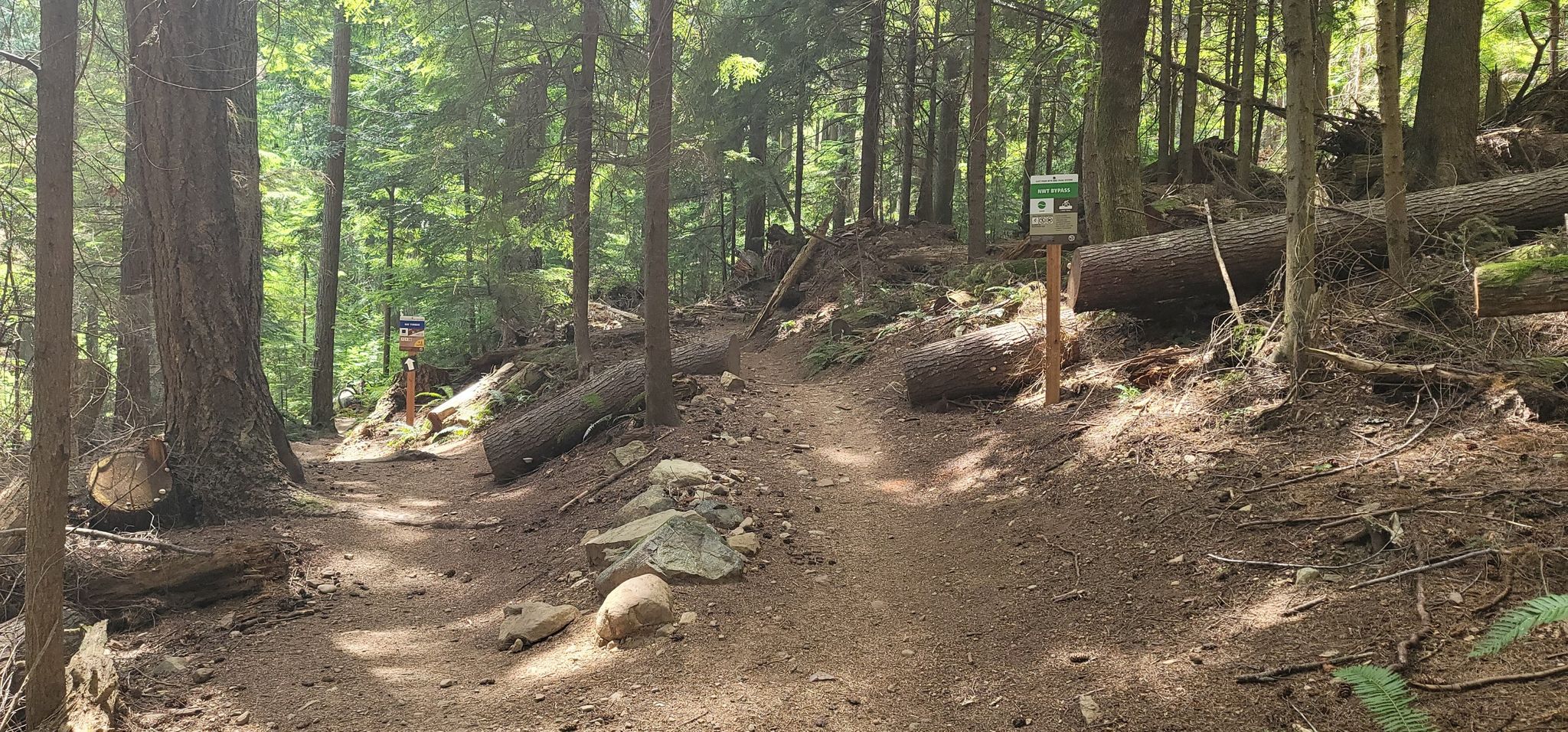 Two dirt trails diverge in a sunny forest with fallen logs and signposts. - Tiger Mountain Road, Off-The-Grid, Joyride, and Northwest Timber Loop