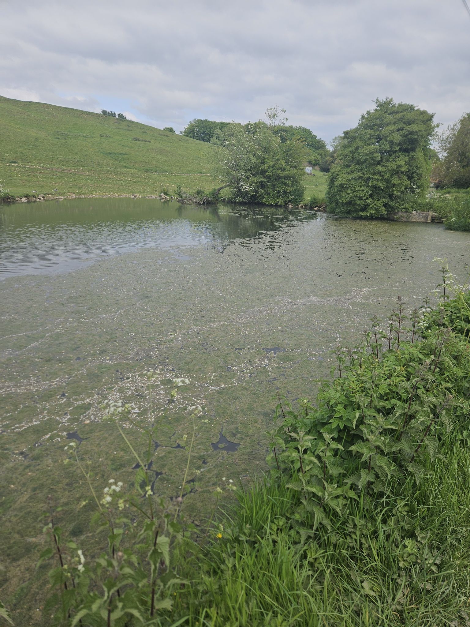 pond