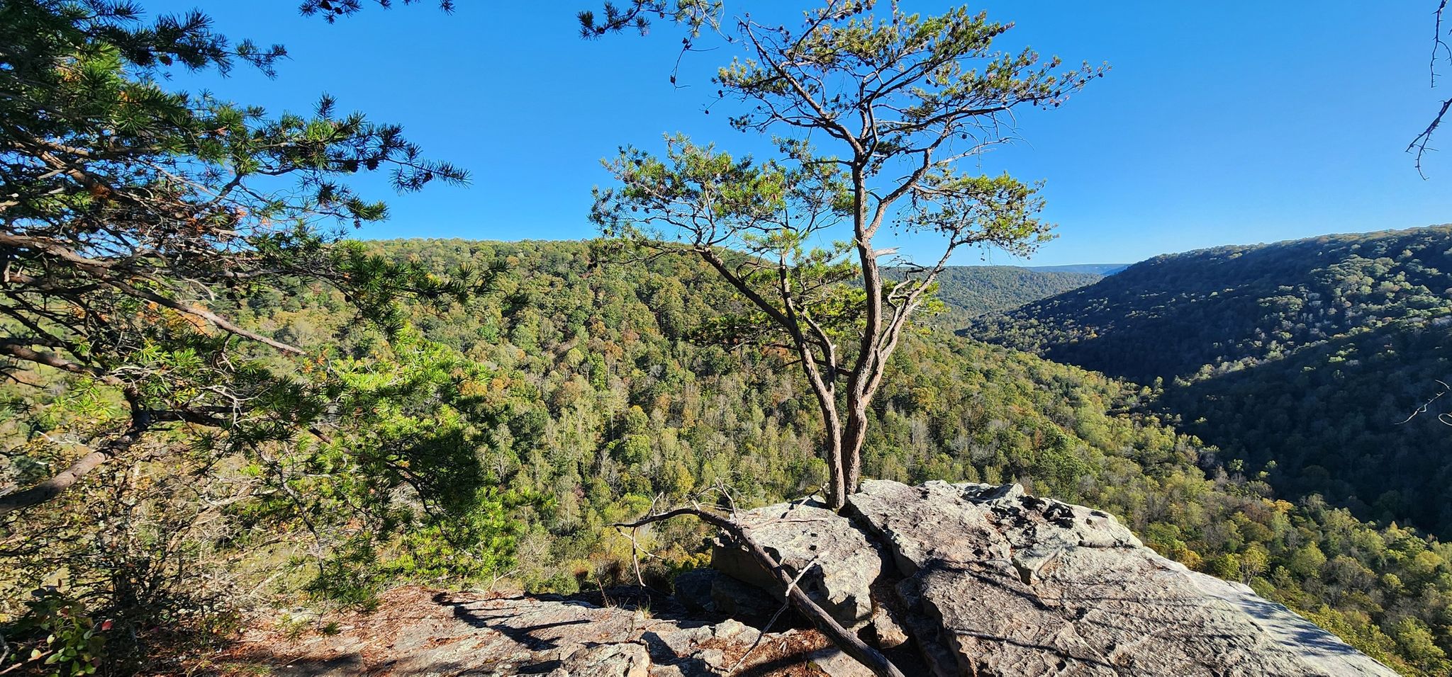 A lone tree on a rocky cliff overlooks a vast, sunlit green valley. - Fiery Gizzard and Dog Hole Trail Loop