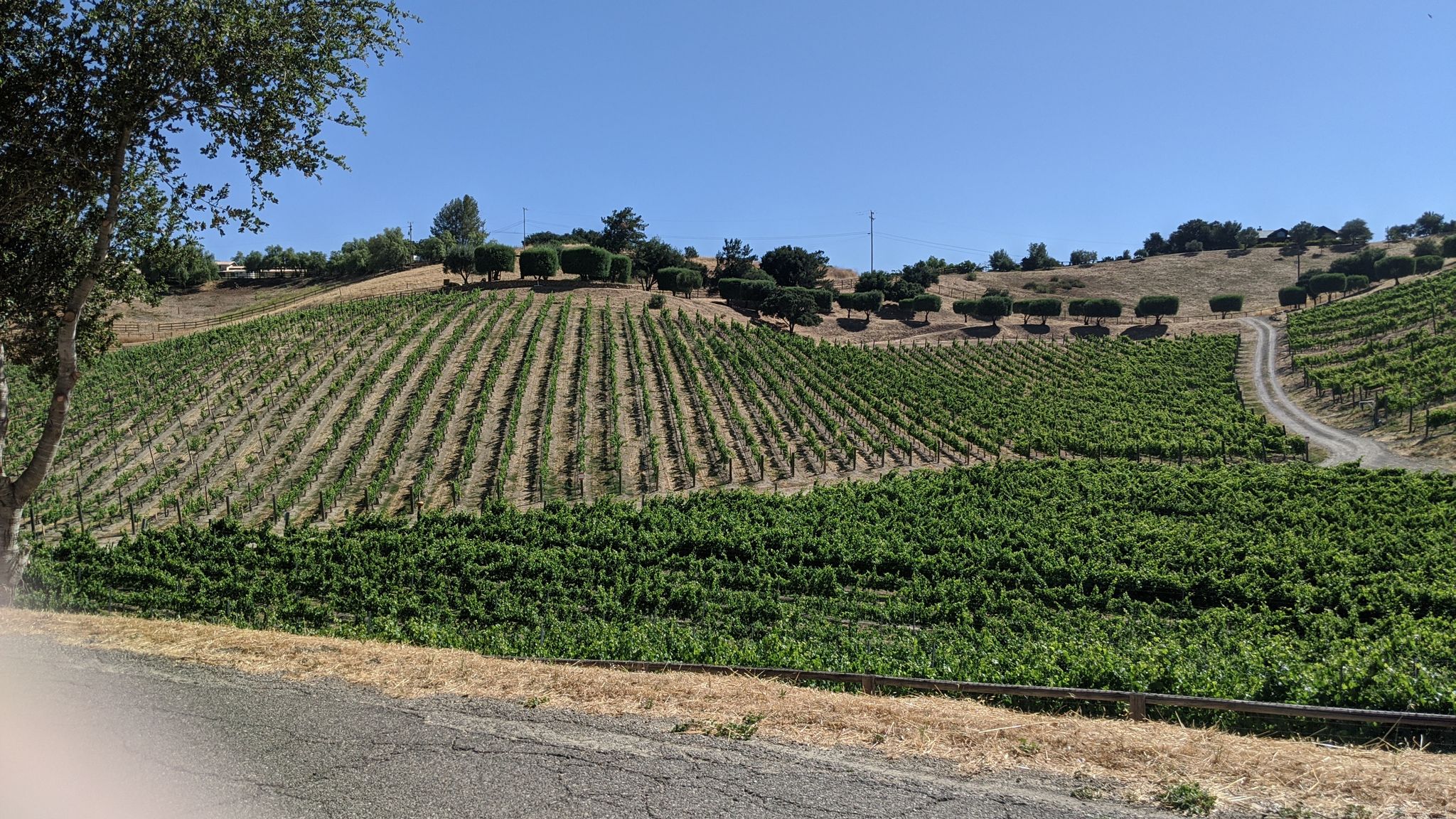 Terraced rows of grapevines climb a sunny hillside with a dirt road. - Solvang – Los Olivos loop from Santa Ynez